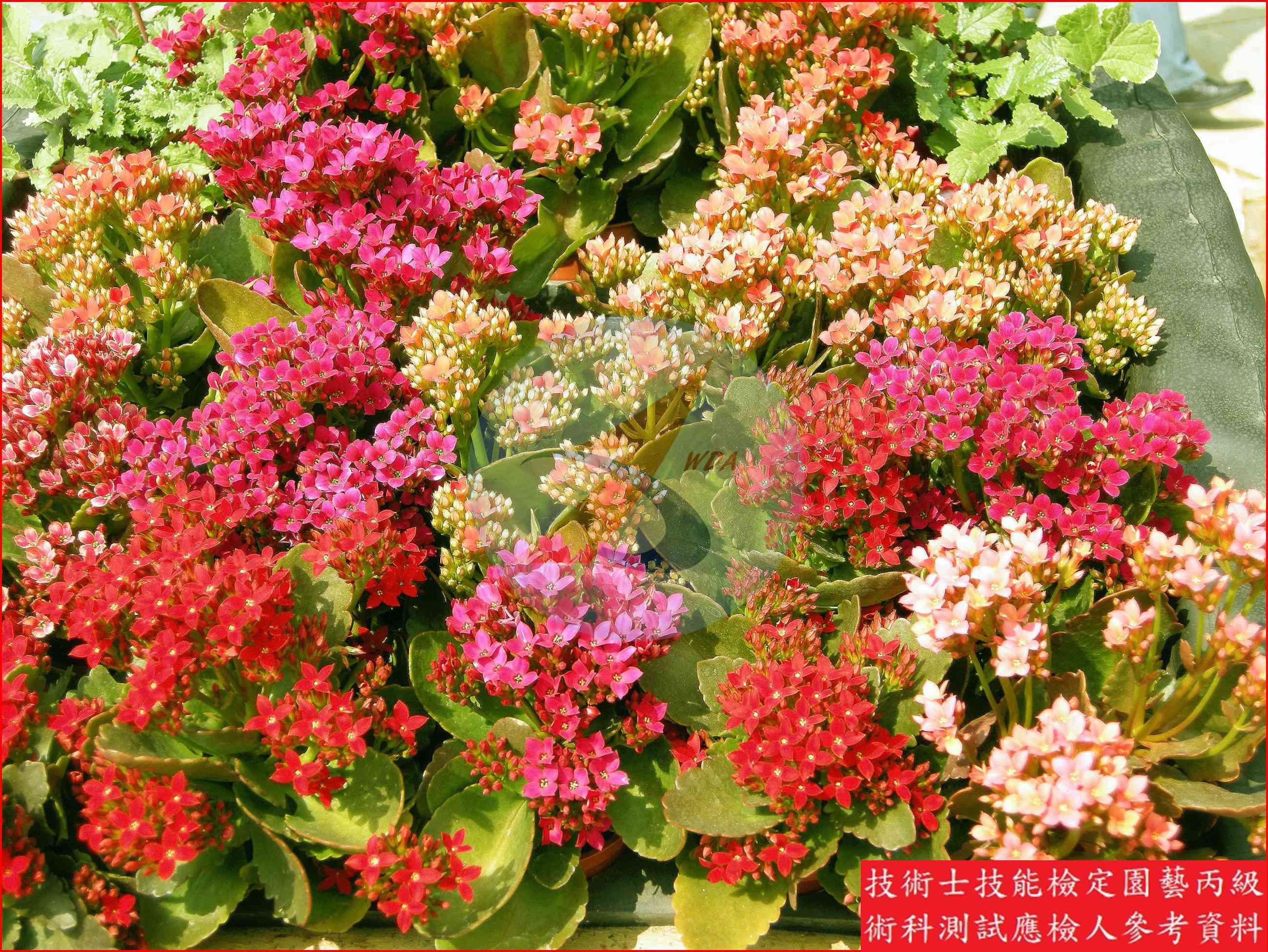 長壽花 園藝丙級識別圖片 3
