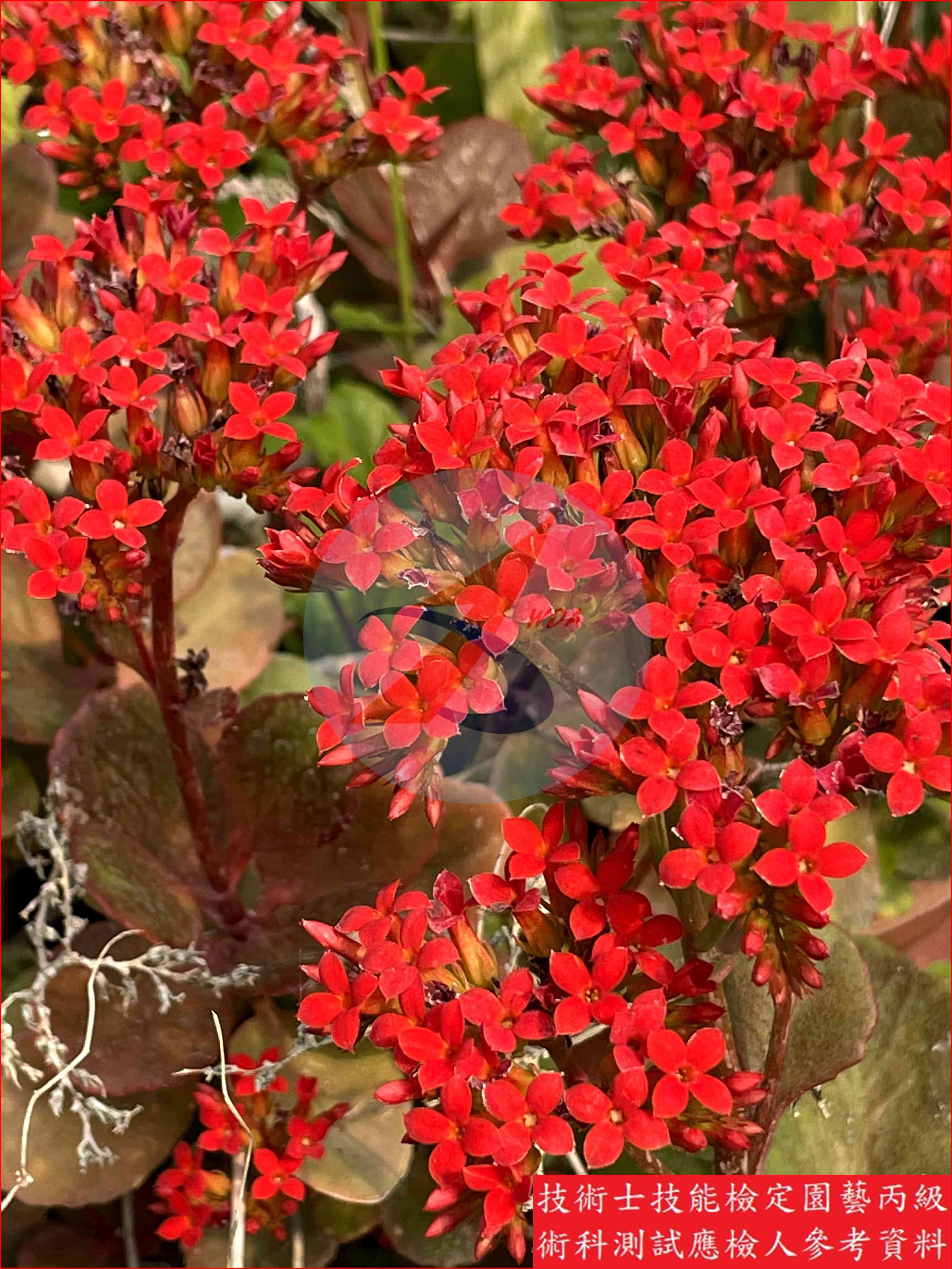 長壽花 園藝丙級識別圖片 4