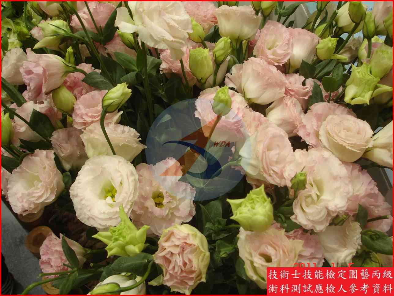 洋桔梗 園藝丙級辨識圖片