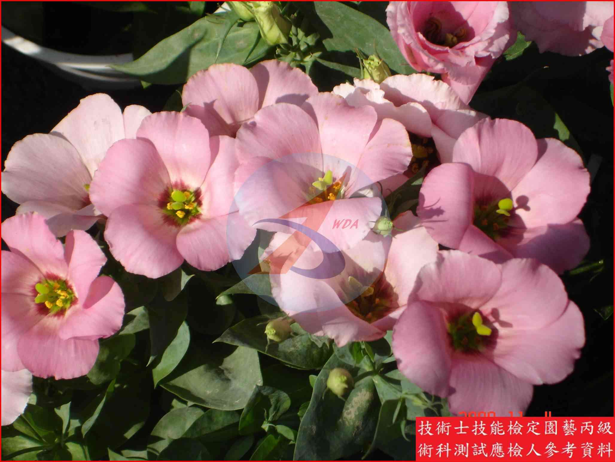 洋桔梗 園藝丙級識別圖片 2