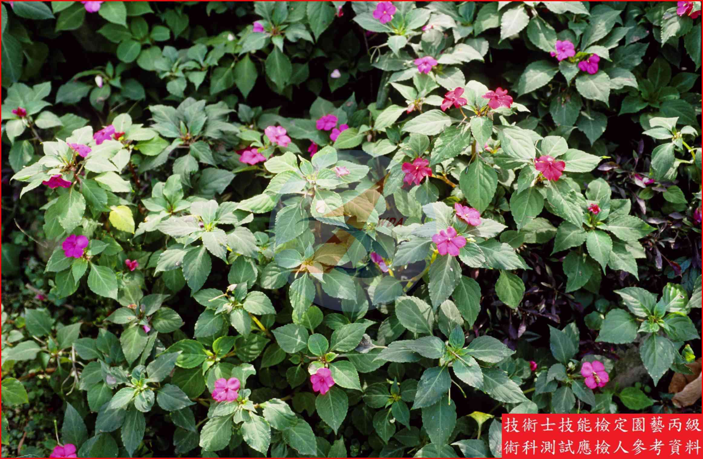 非洲鳳仙 園藝丙級識別主圖