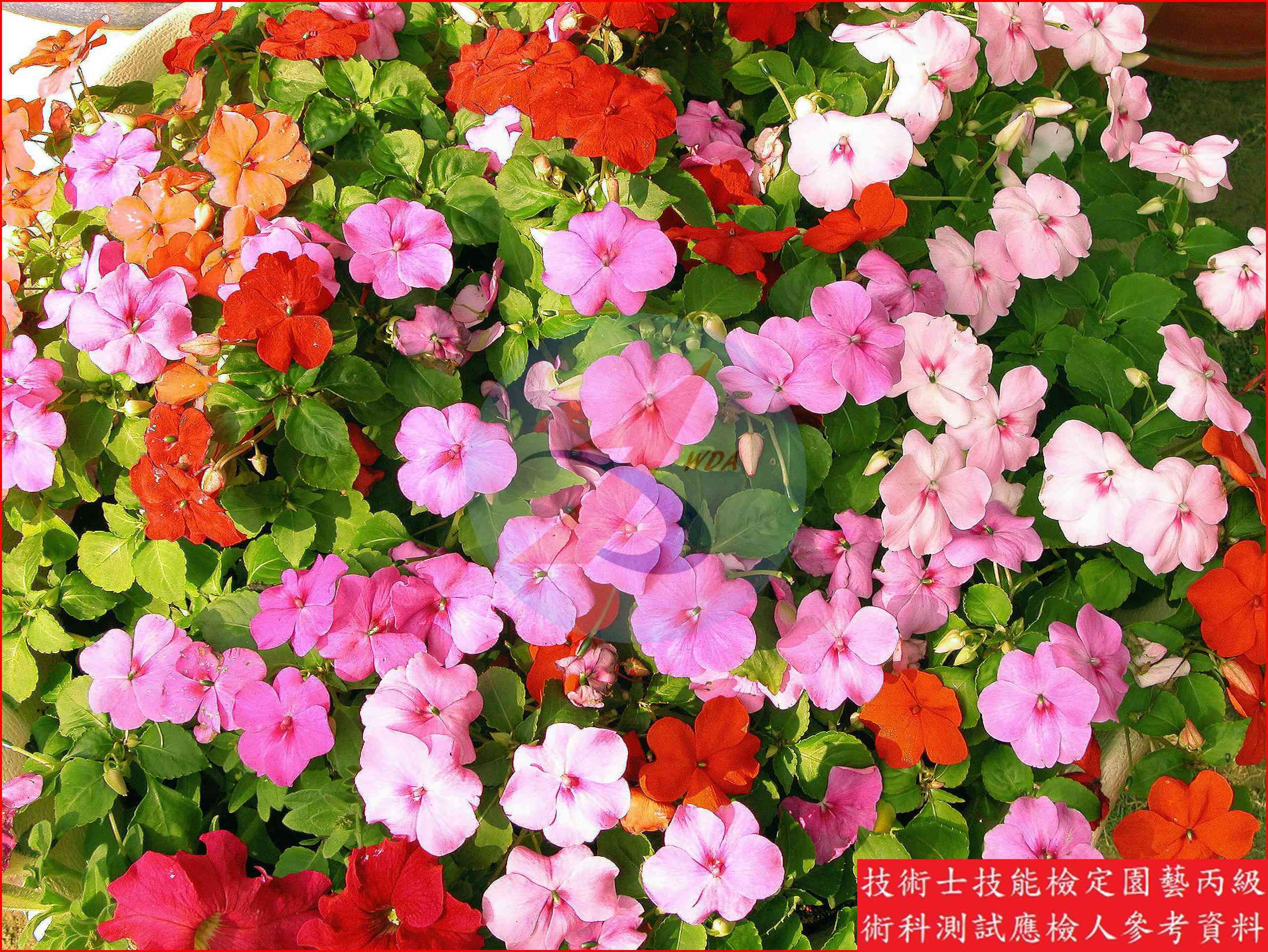 非洲鳳仙 園藝丙級識別圖片 2
