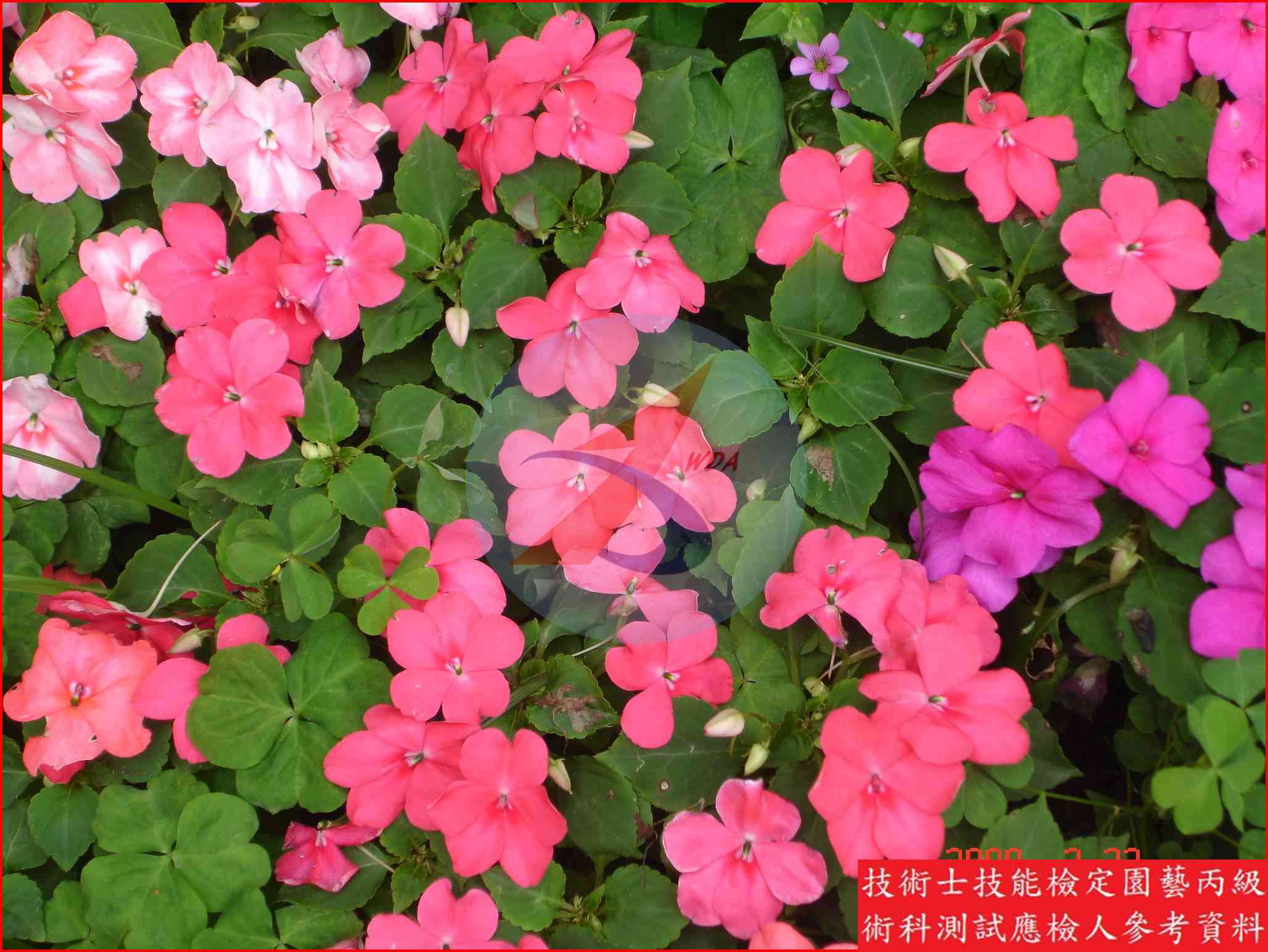 非洲鳳仙 園藝丙級識別圖片 3