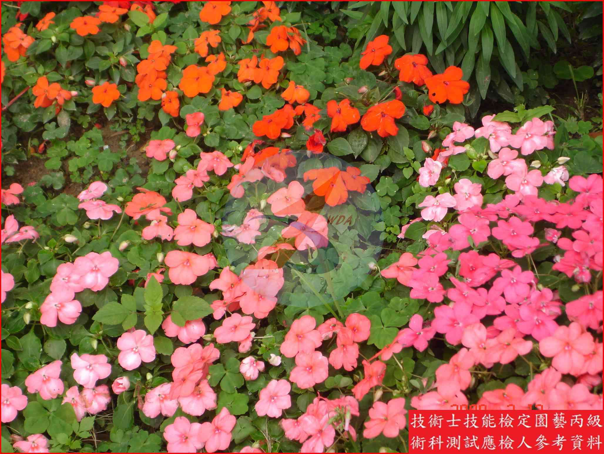 非洲鳳仙 園藝丙級識別圖片 4