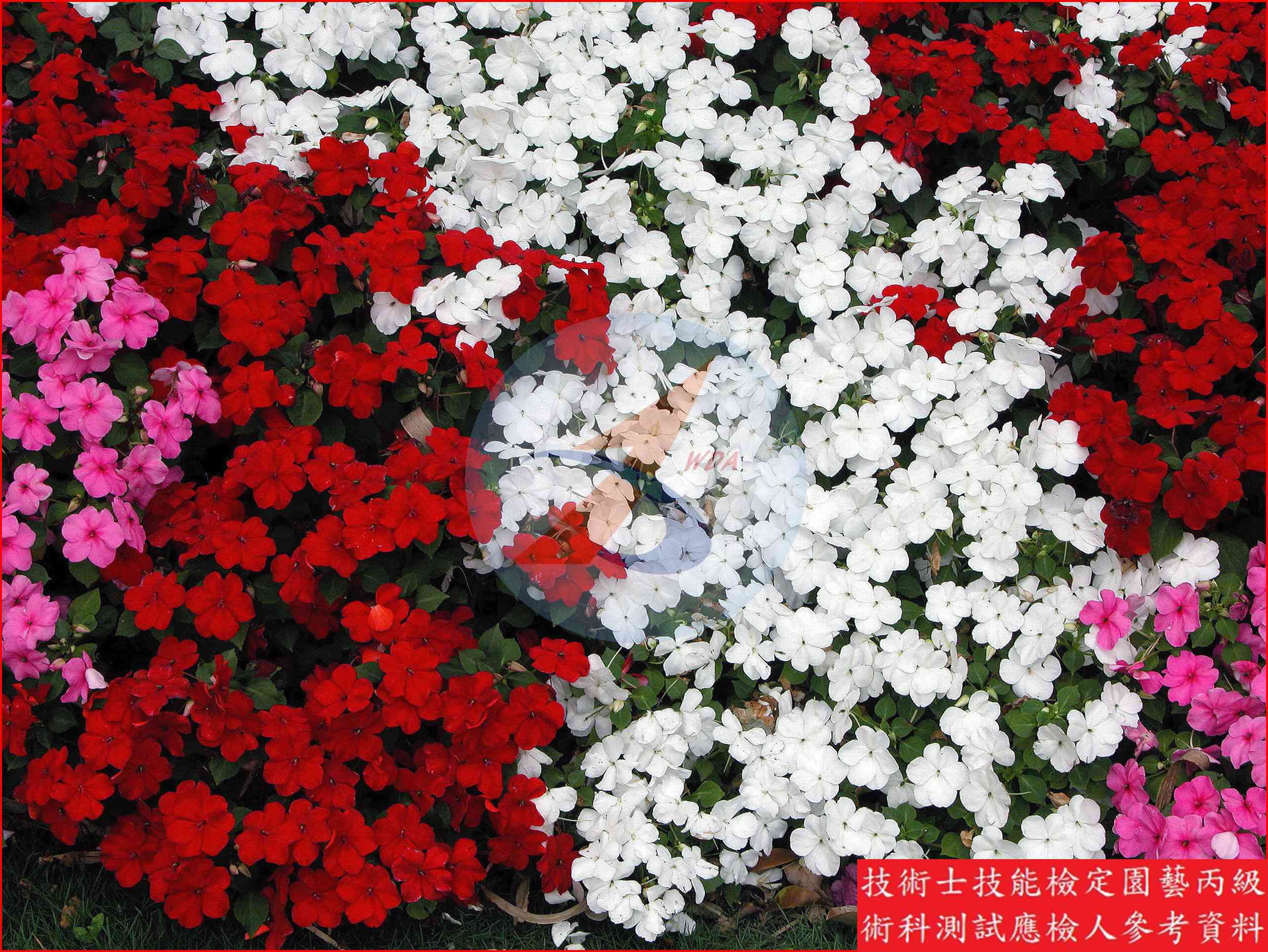 非洲鳳仙 園藝丙級識別圖片 5