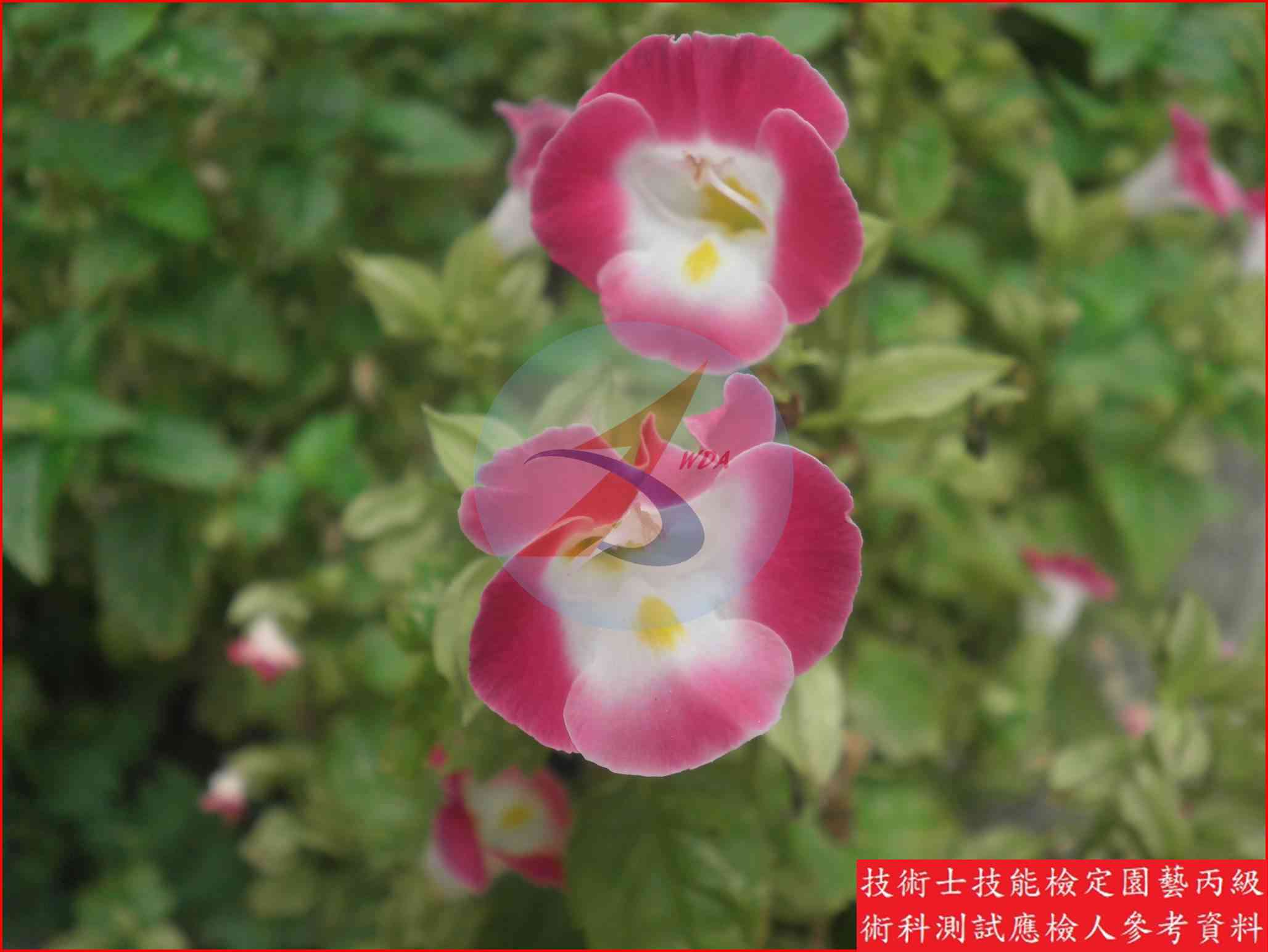 夏堇 園藝丙級辨識圖片