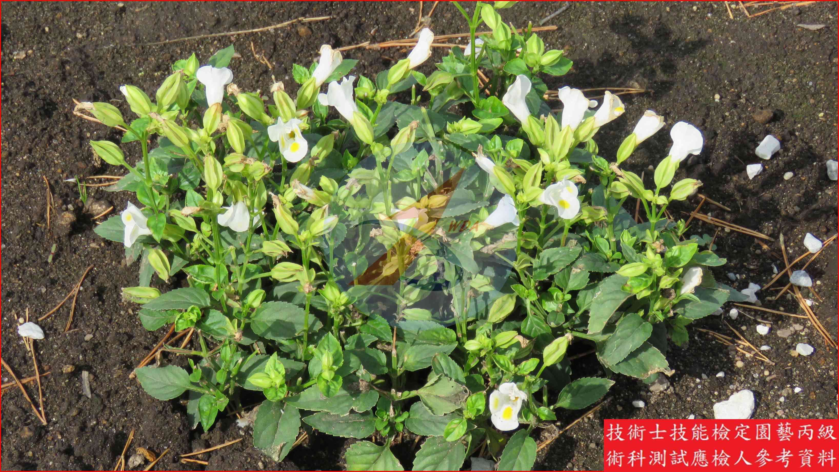 夏堇 園藝丙級識別圖片 2