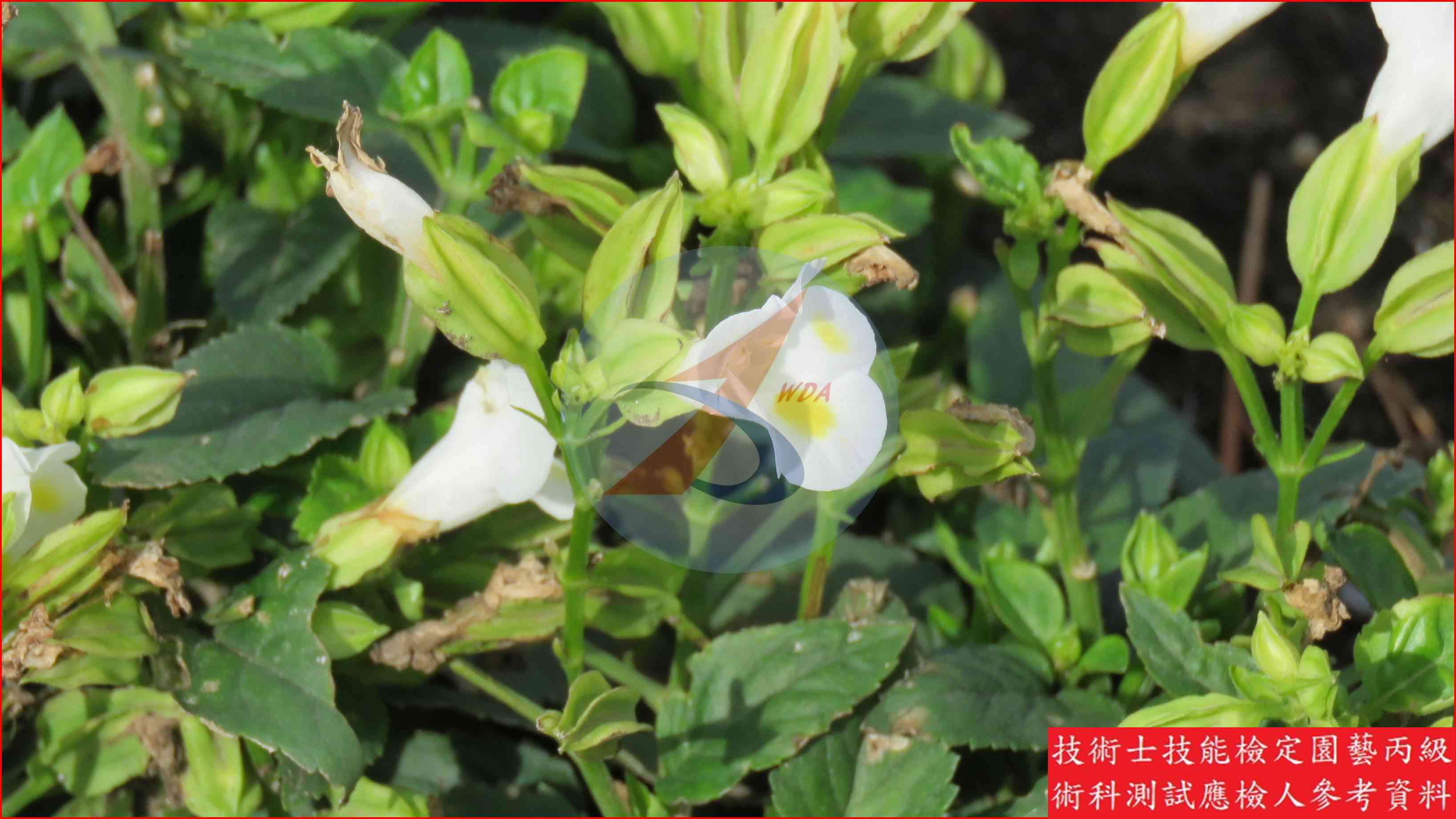 夏堇 園藝丙級識別圖片 3
