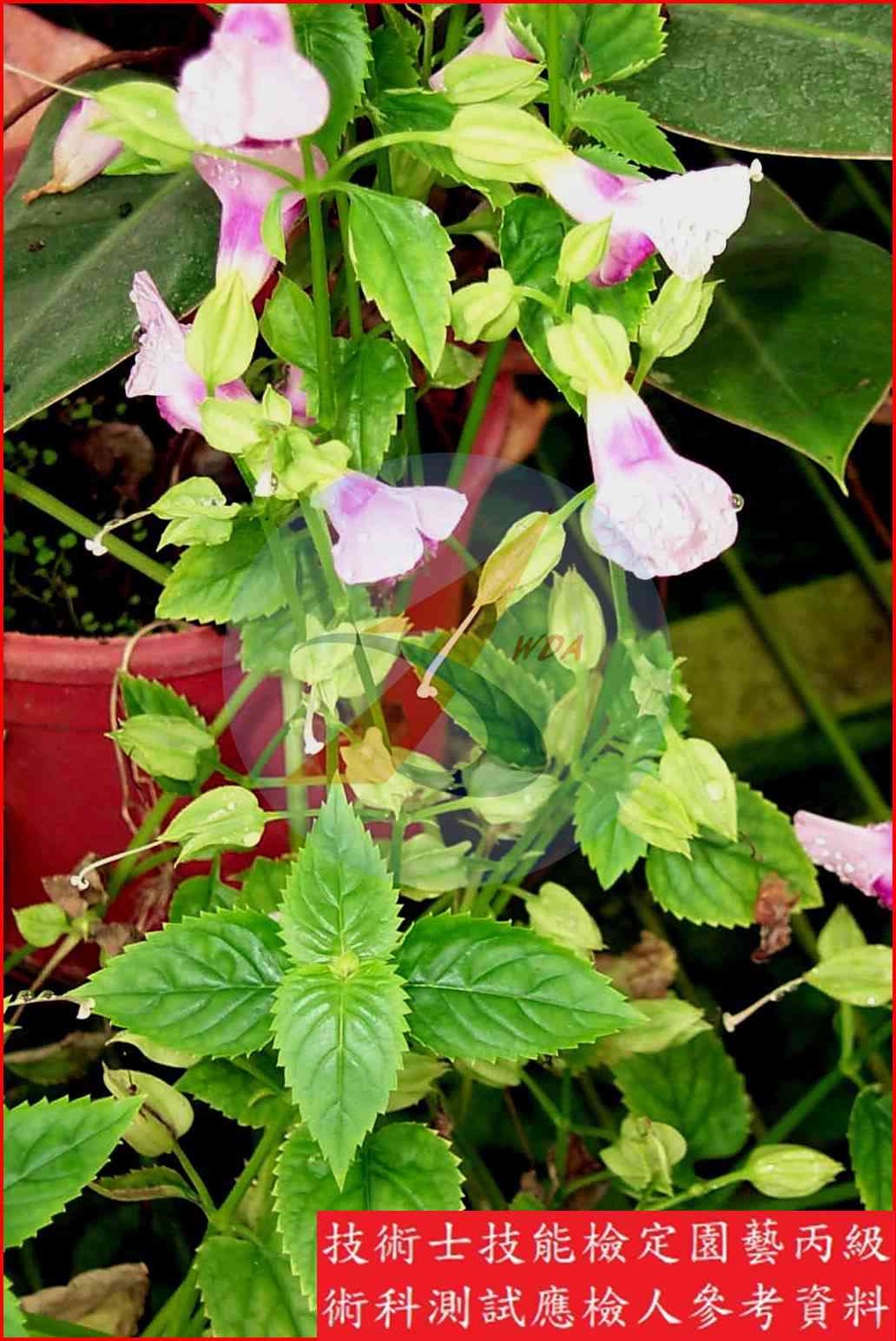 夏堇 園藝丙級識別圖片 4
