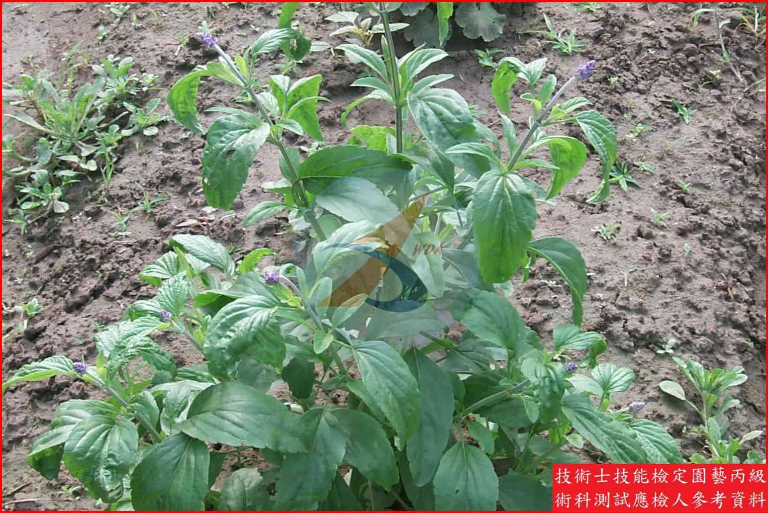 粉萼鼠尾草 園藝丙級辨識圖片