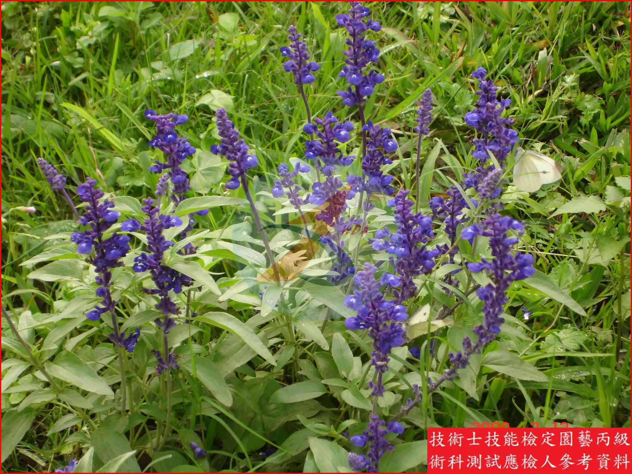 粉萼鼠尾草 園藝丙級識別圖片 3