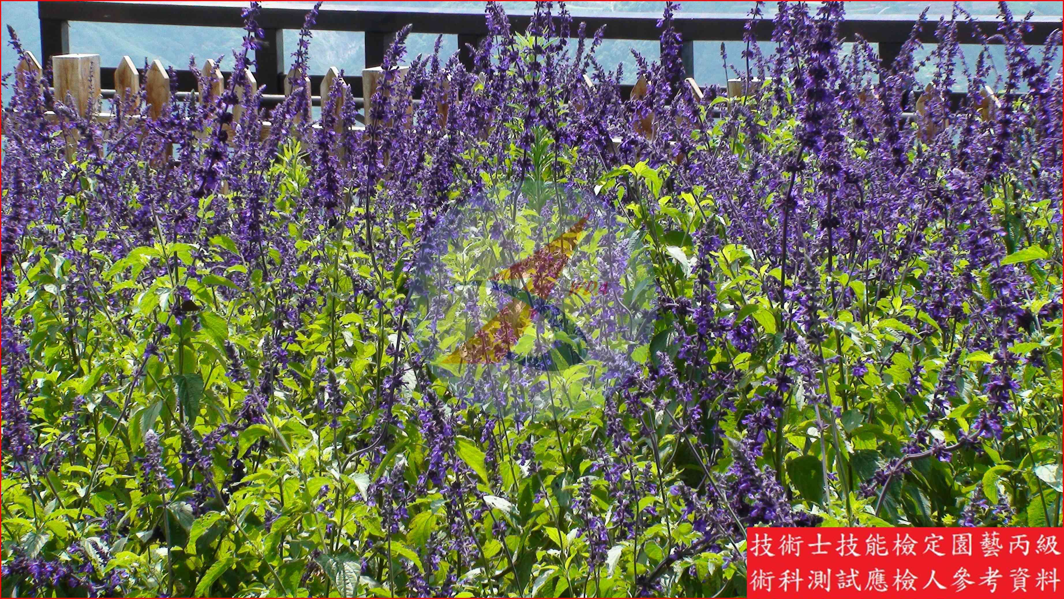 粉萼鼠尾草 園藝丙級識別圖片 5