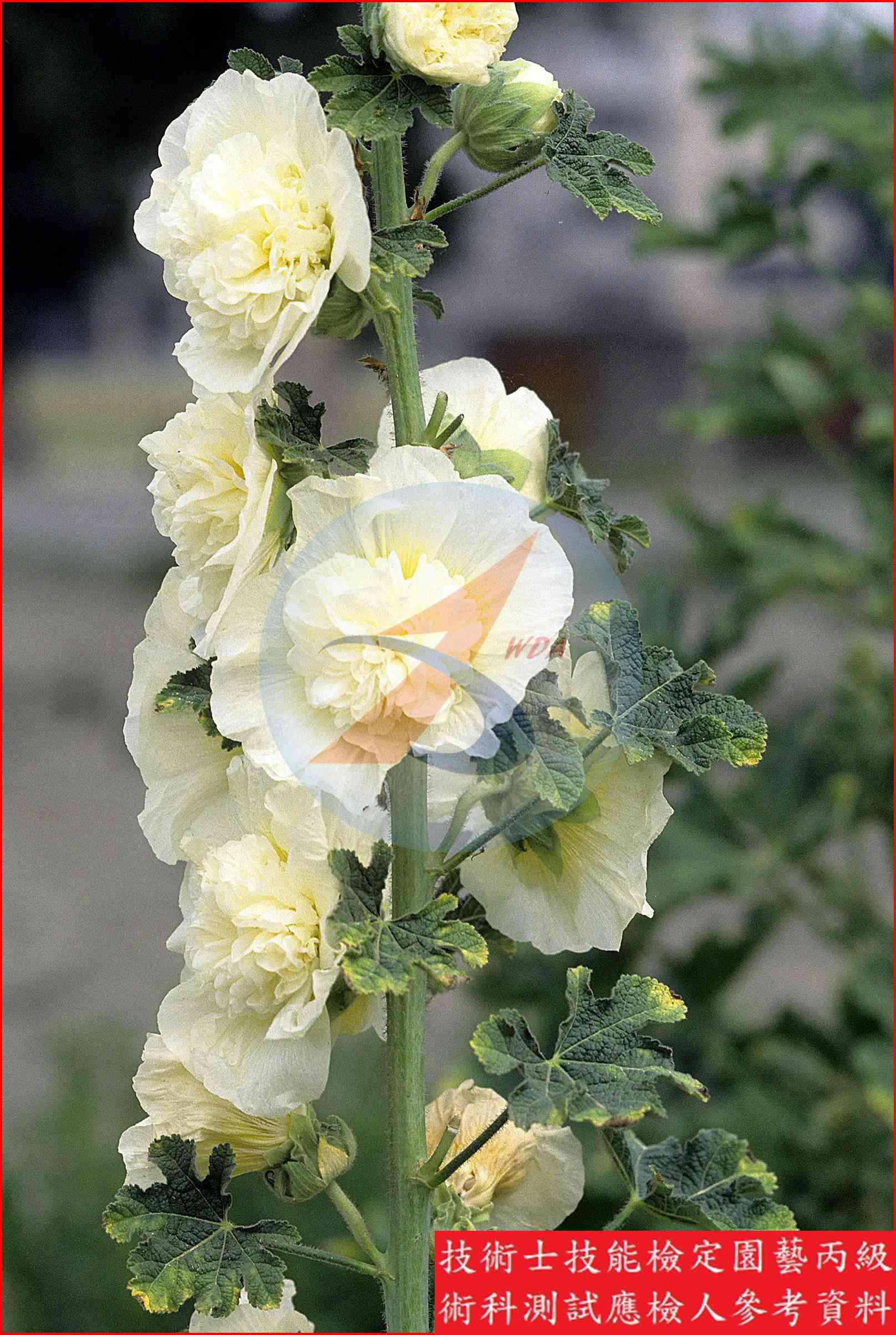 蜀葵 園藝丙級識別主圖