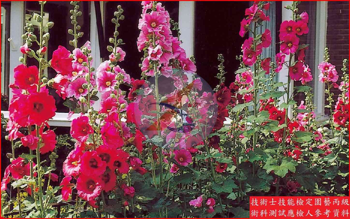 蜀葵 園藝丙級識別圖片 2