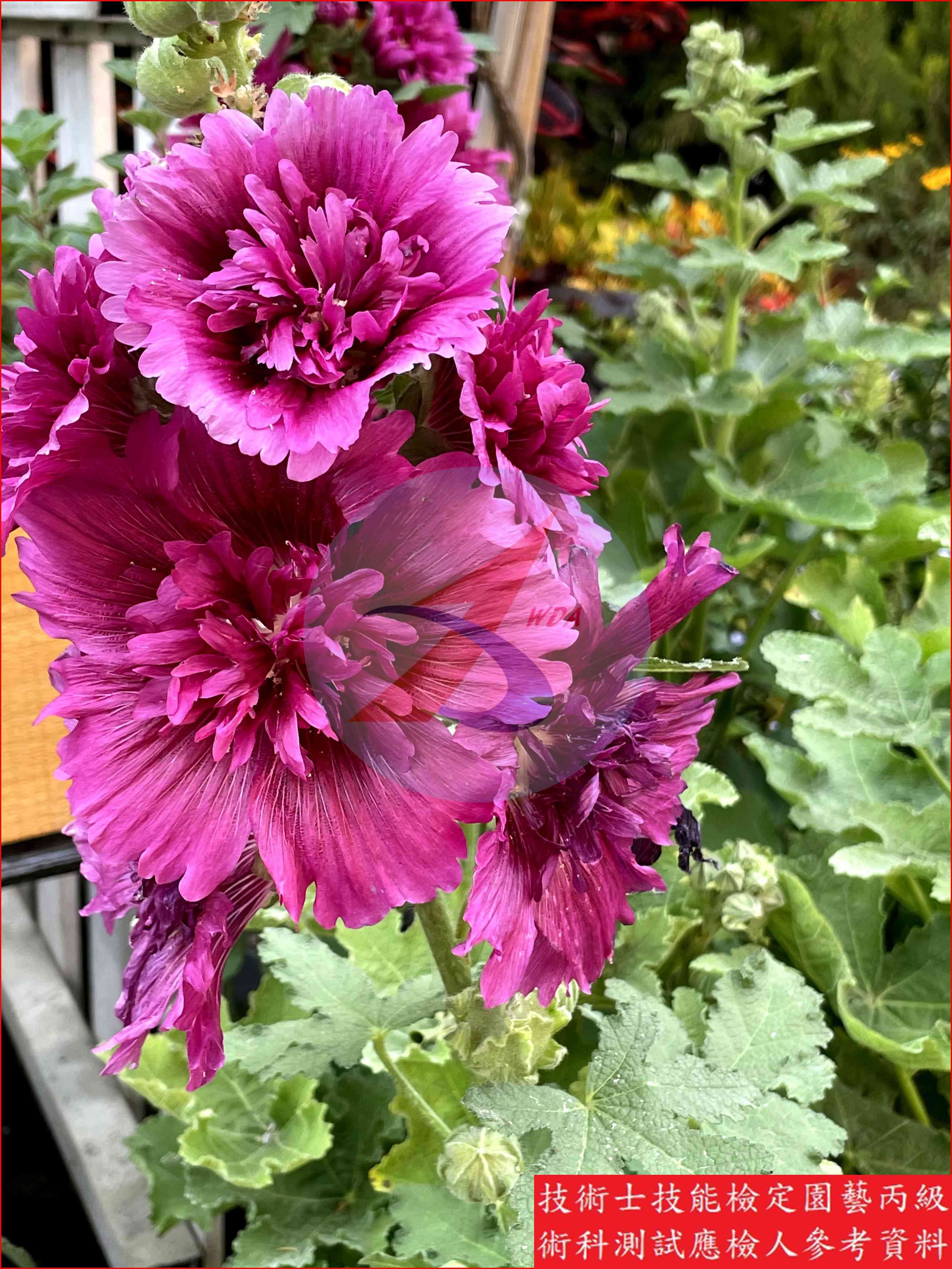 蜀葵 園藝丙級識別圖片 3