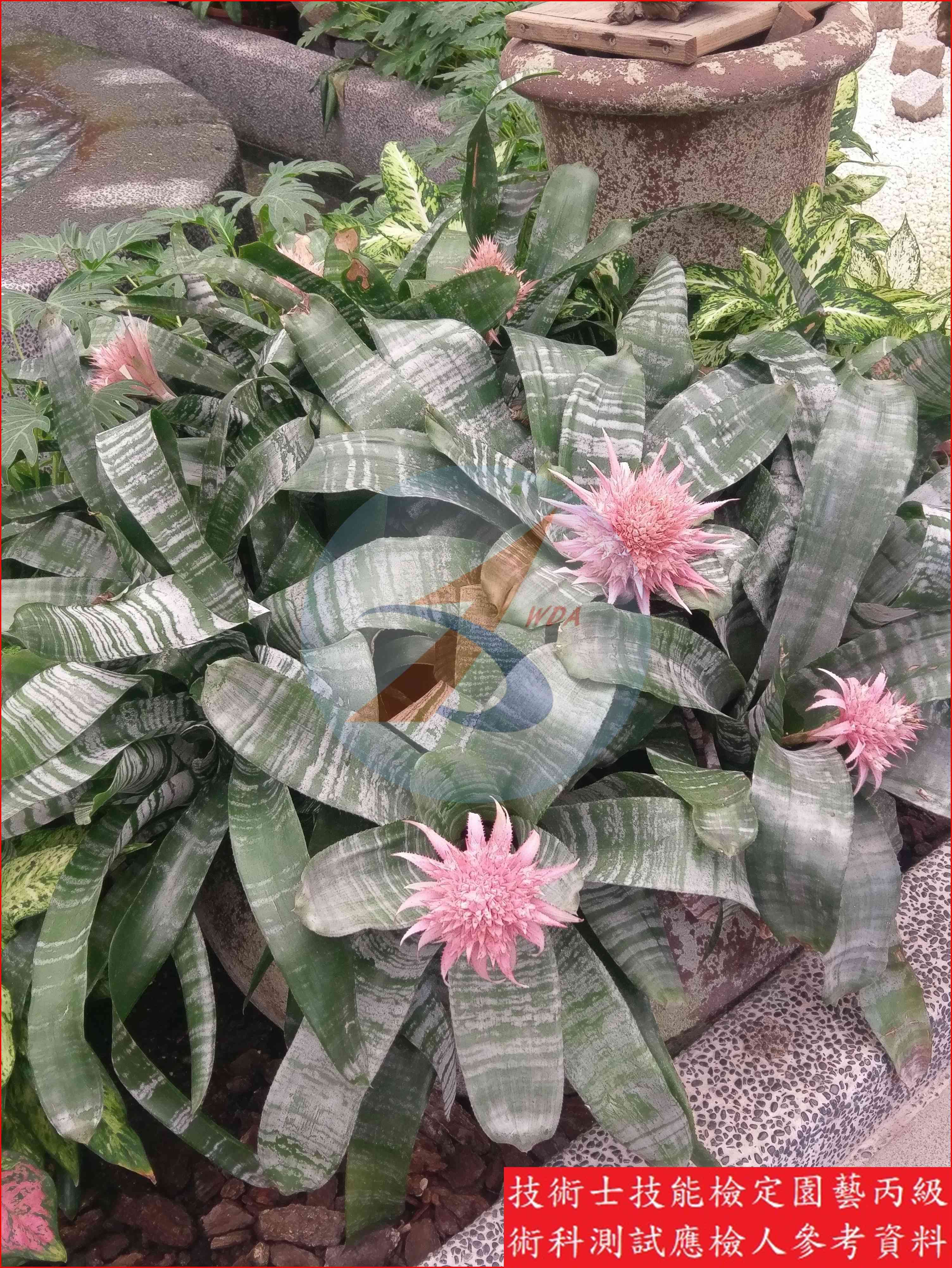 觀賞鳳梨 園藝丙級識別圖片 5