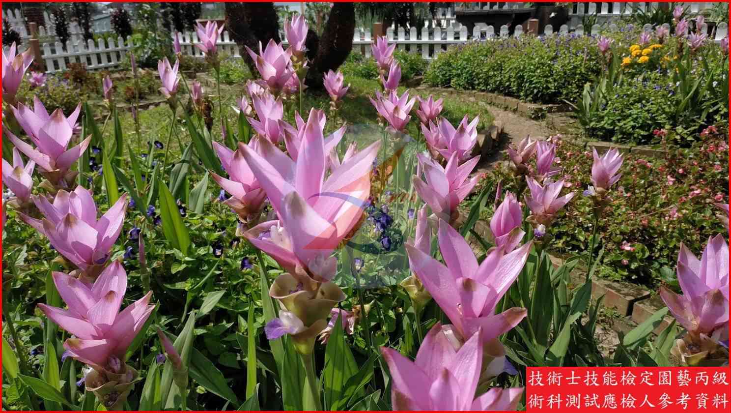 薑荷花 園藝丙級識別主圖