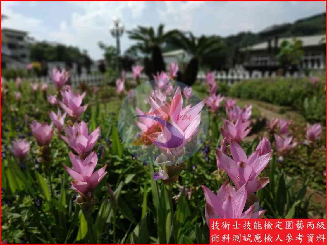 薑荷花 園藝丙級識別圖片 2