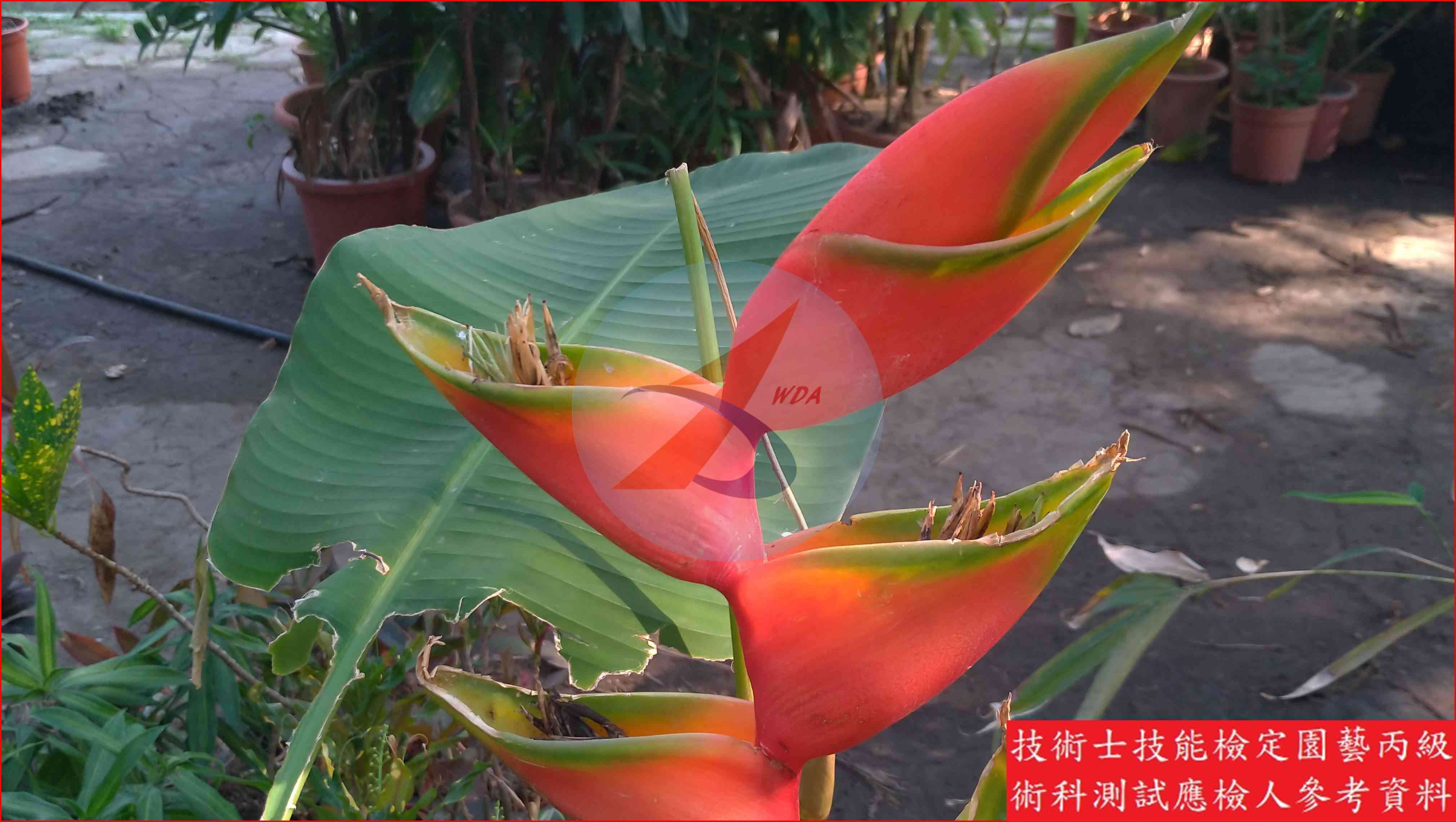 赫蕉 園藝丙級識別圖片 5