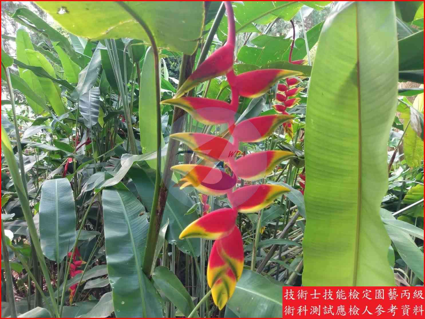 赫蕉 園藝丙級識別圖片 6