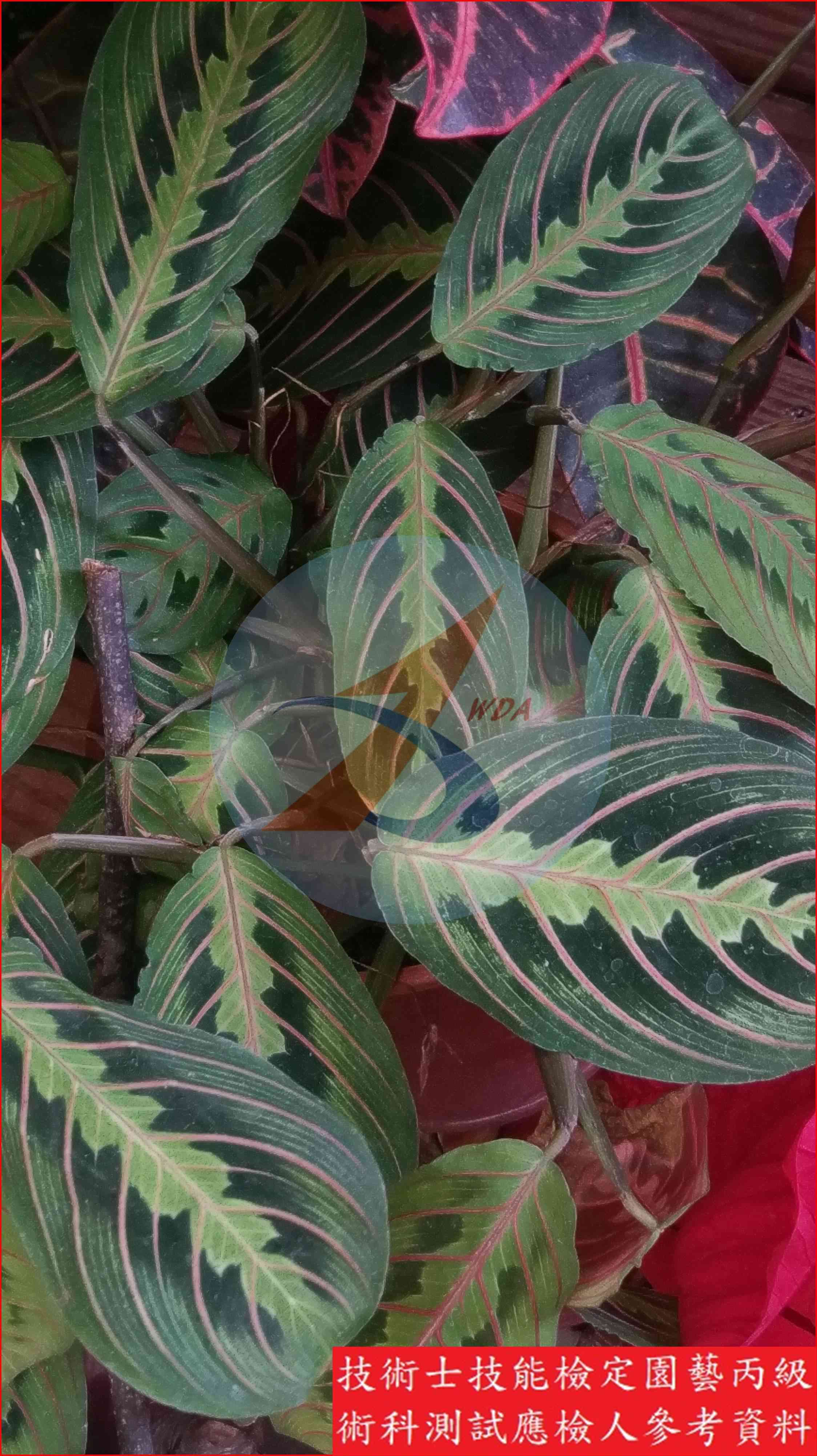 竹芋 園藝丙級識別圖片 2