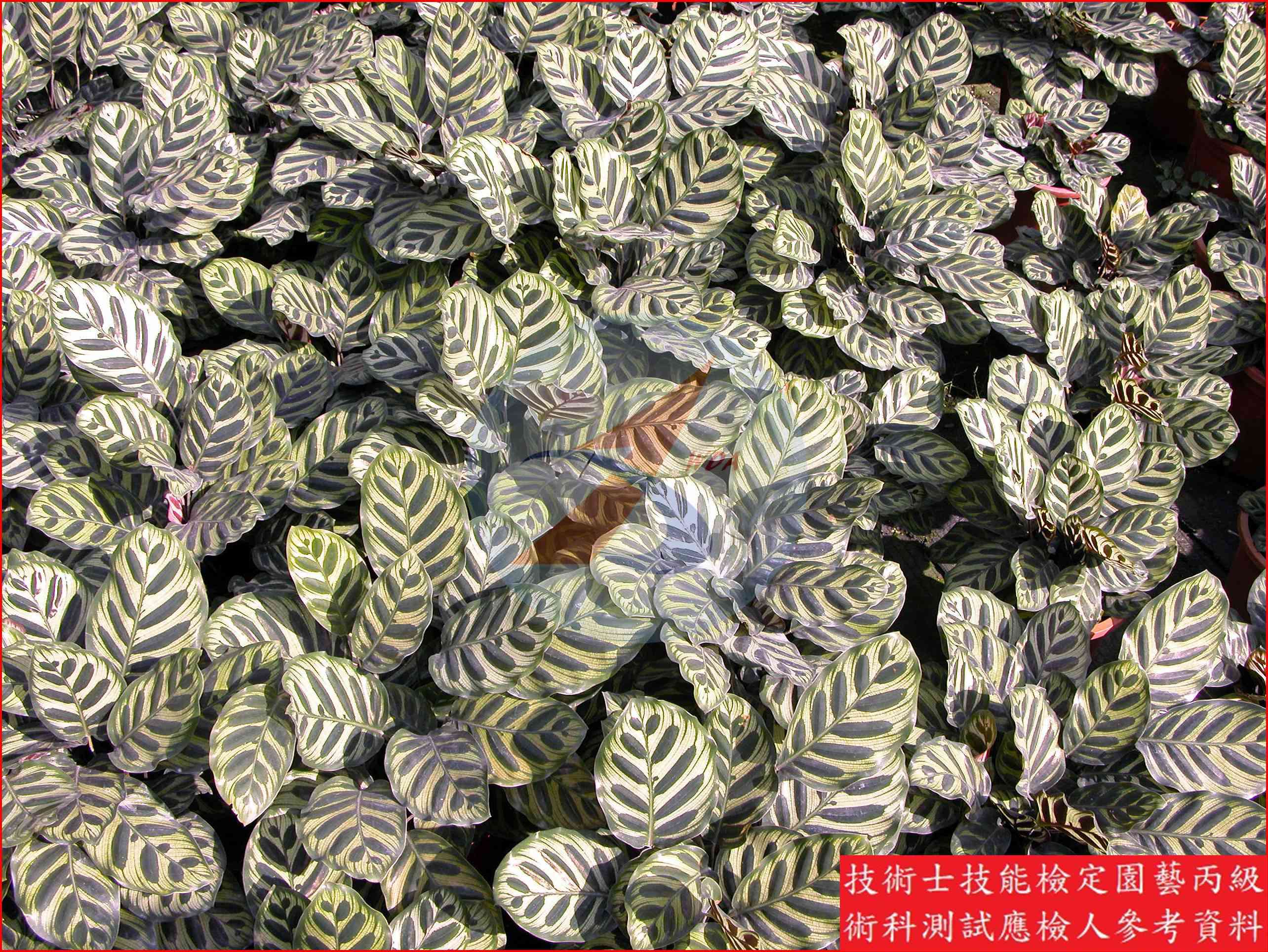 竹芋 園藝丙級識別圖片 4