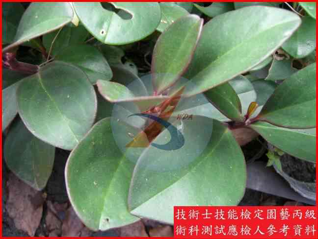 椒草 園藝丙級識別圖片 3