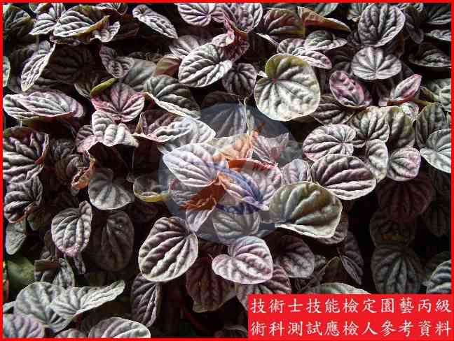 椒草 園藝丙級識別圖片 4