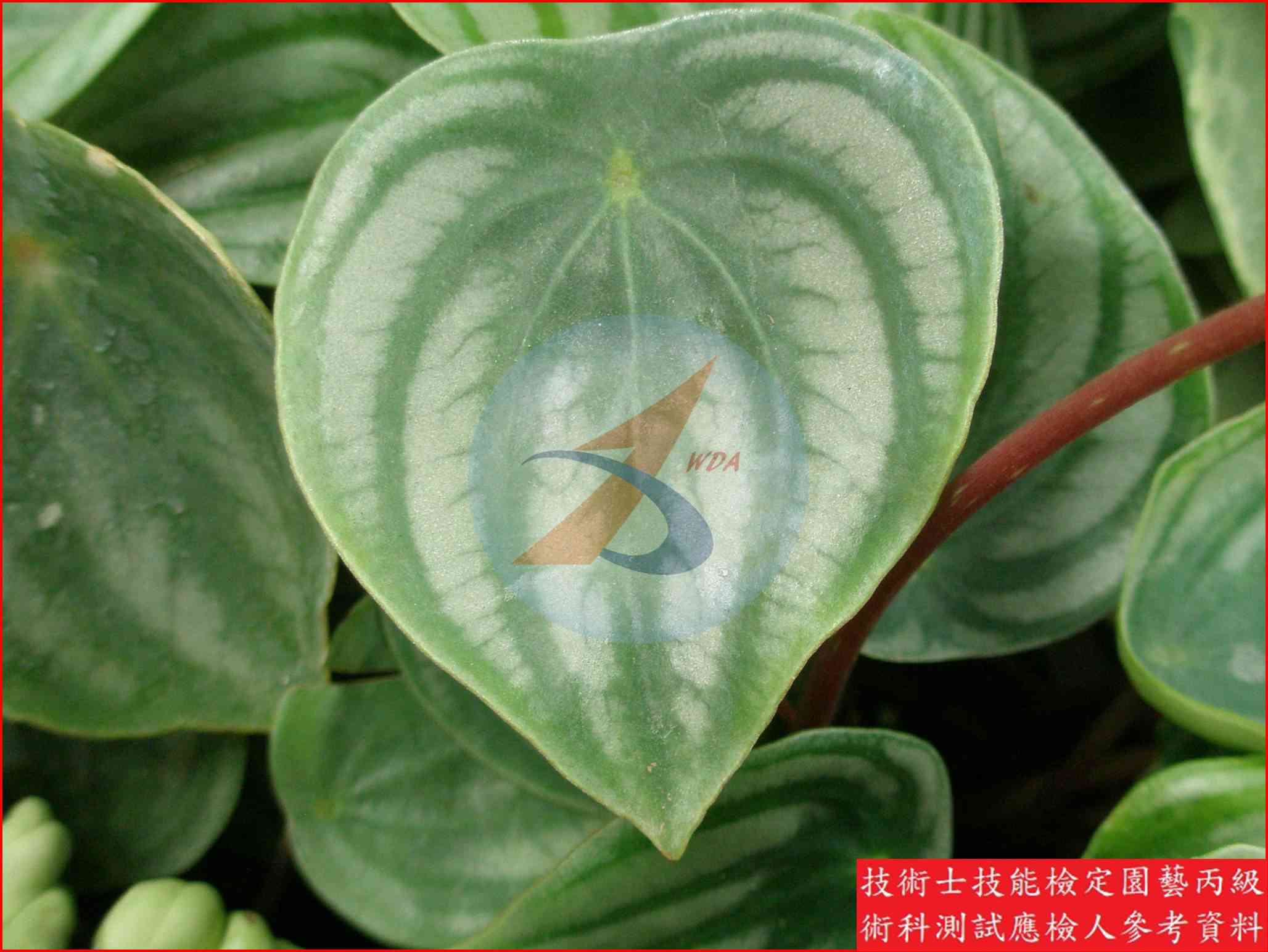 椒草 園藝丙級識別圖片 5