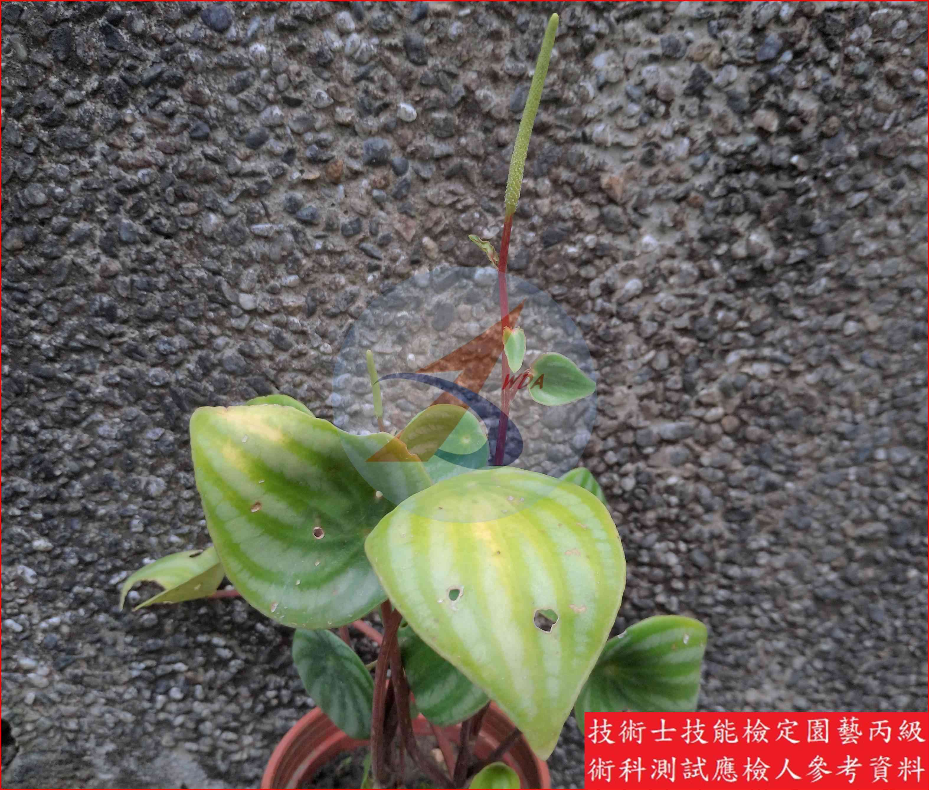 椒草 園藝丙級識別圖片 6