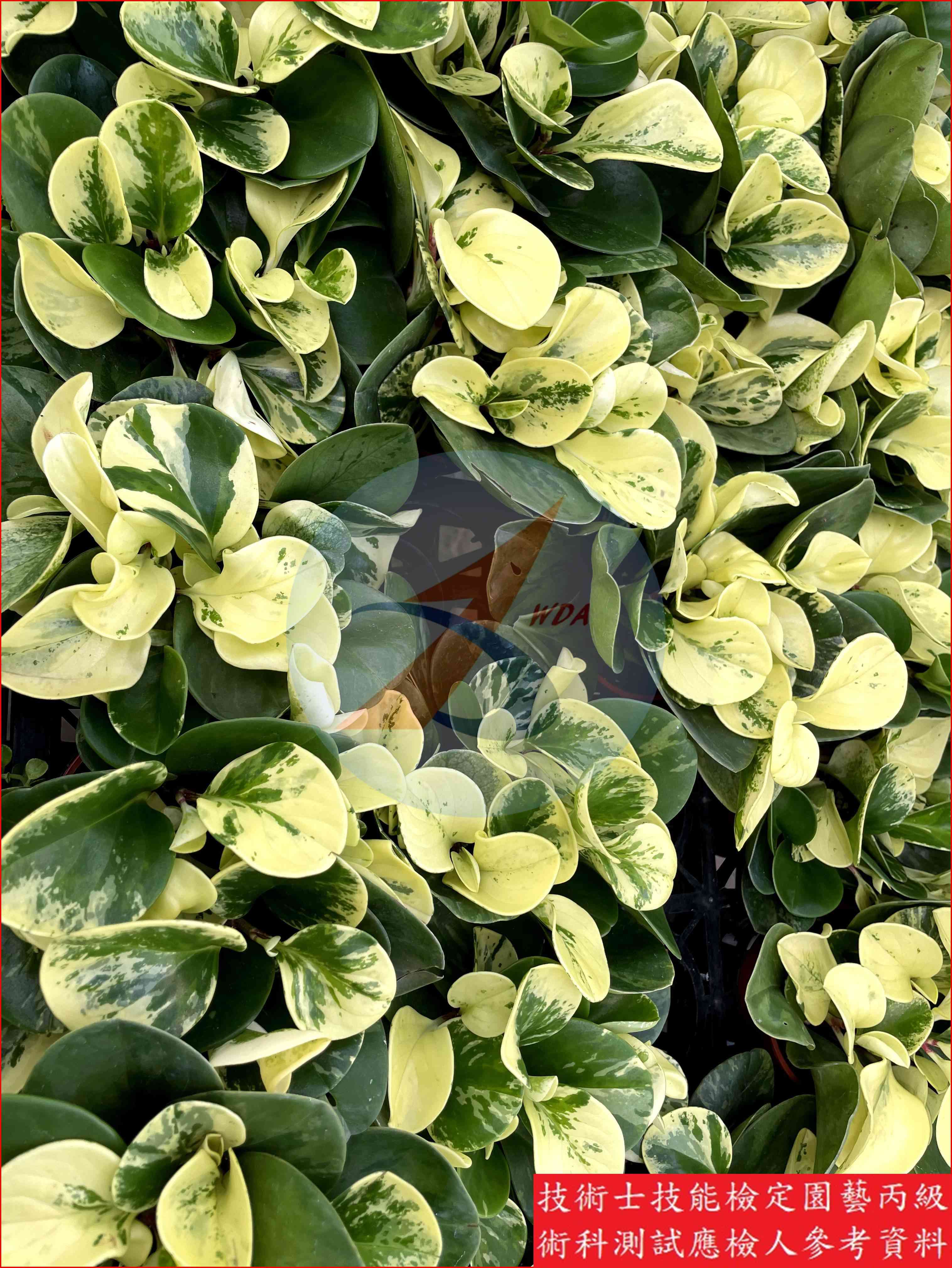 椒草 園藝丙級識別圖片 7