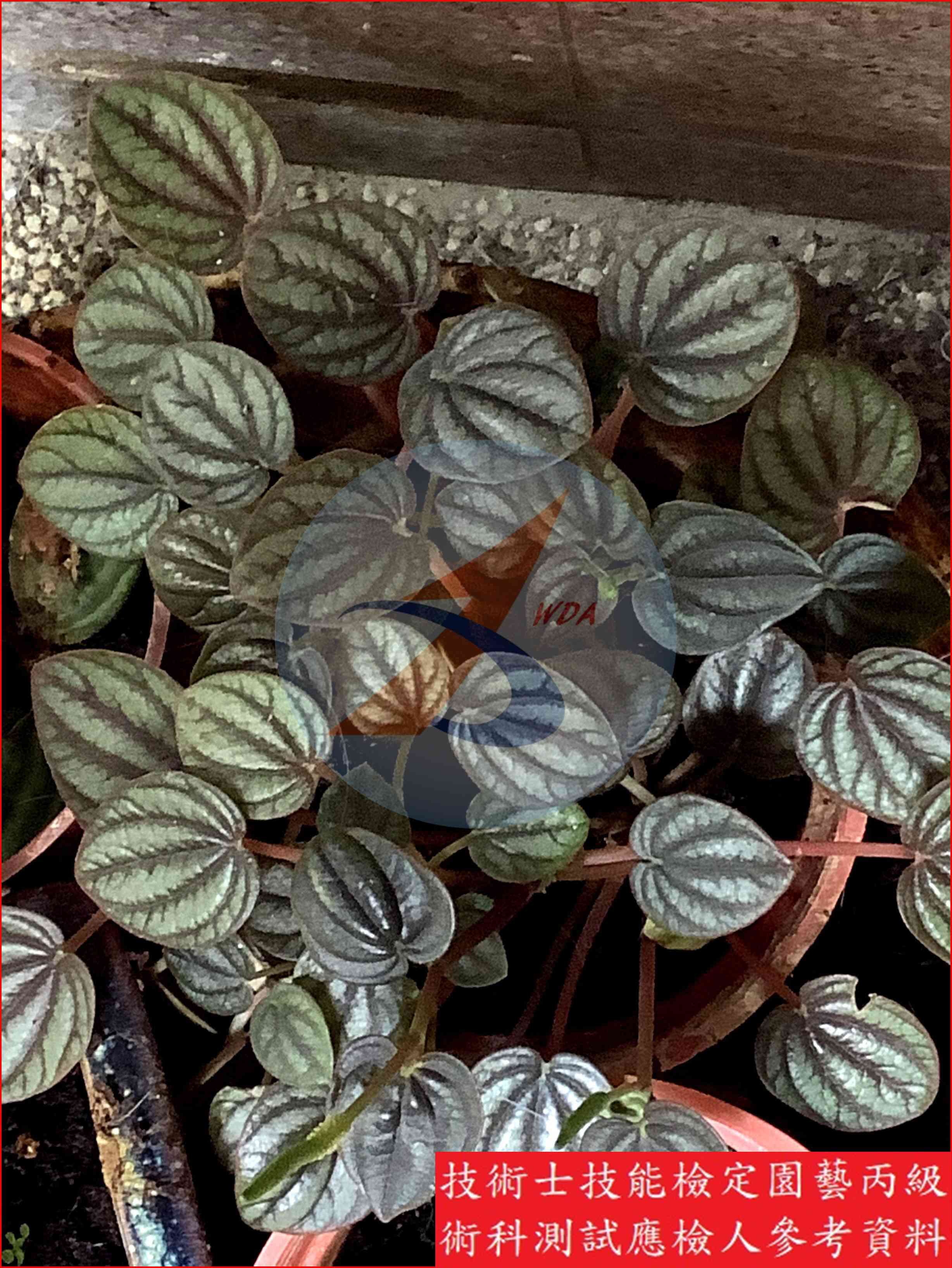 椒草 園藝丙級識別圖片 8