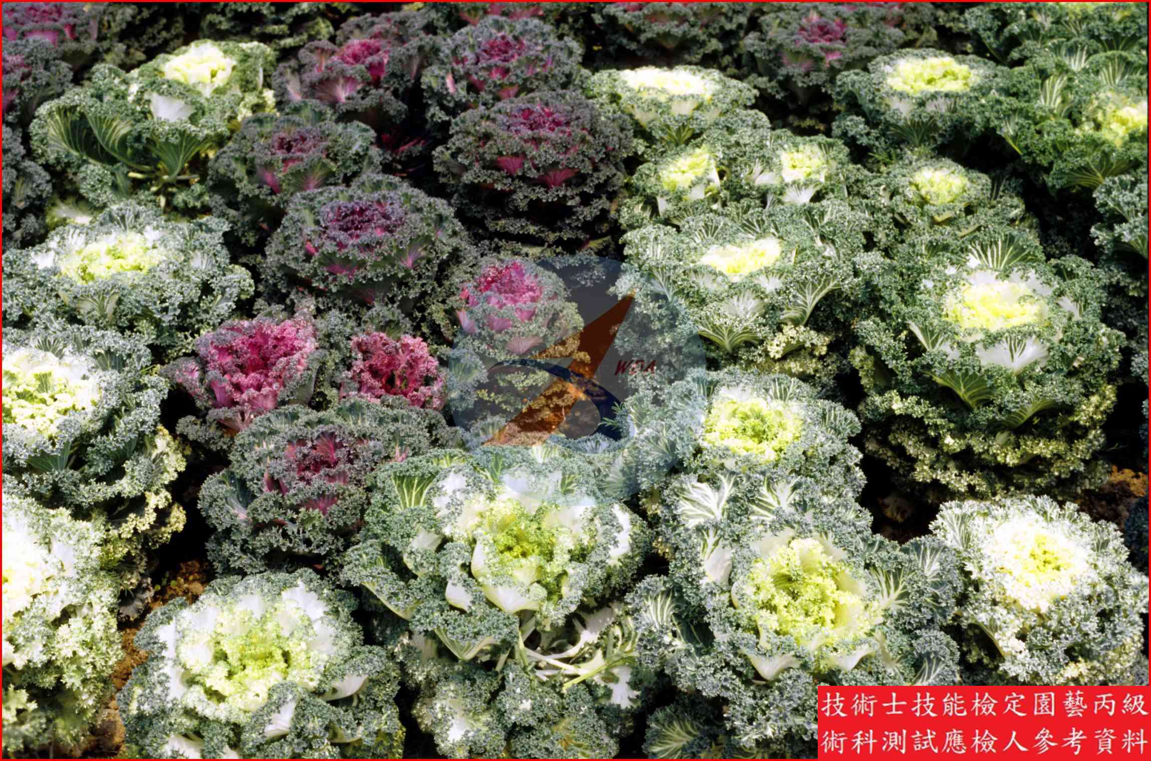 彩葉甘藍 園藝丙級辨識圖片