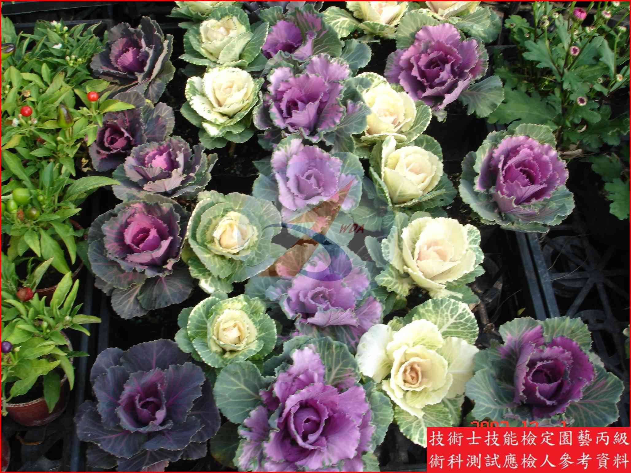 彩葉甘藍 園藝丙級識別圖片 2