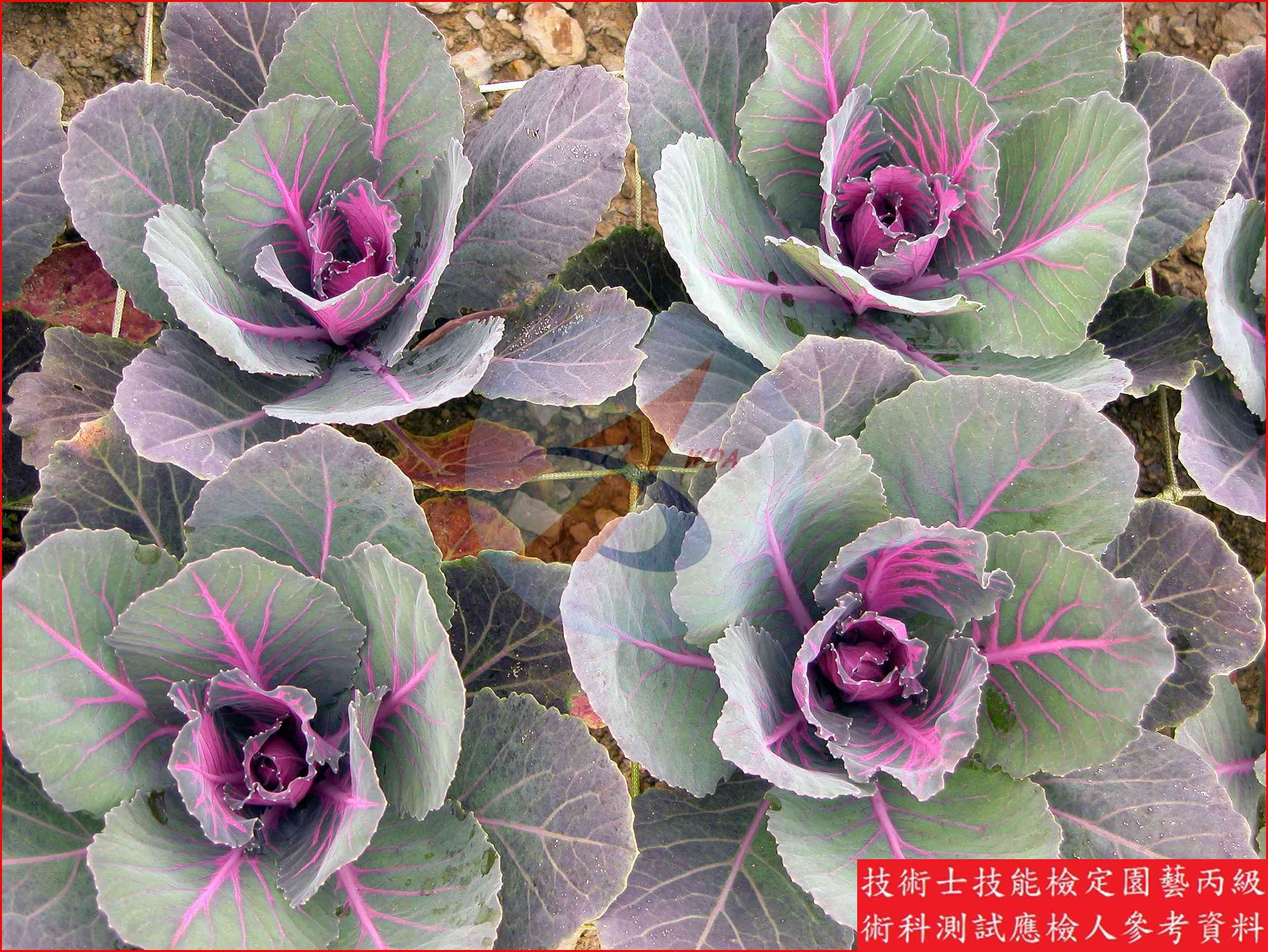 彩葉甘藍 園藝丙級識別圖片 4