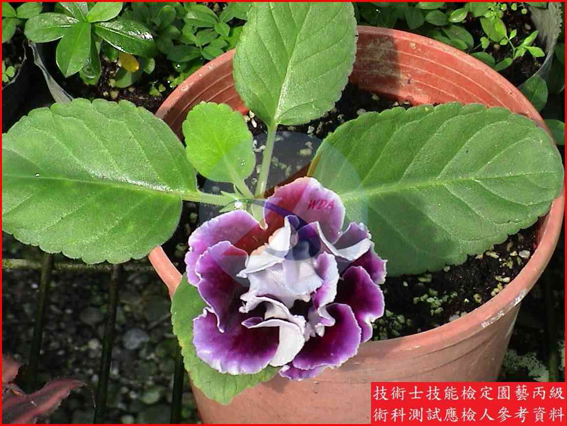大岩桐 園藝丙級識別主圖