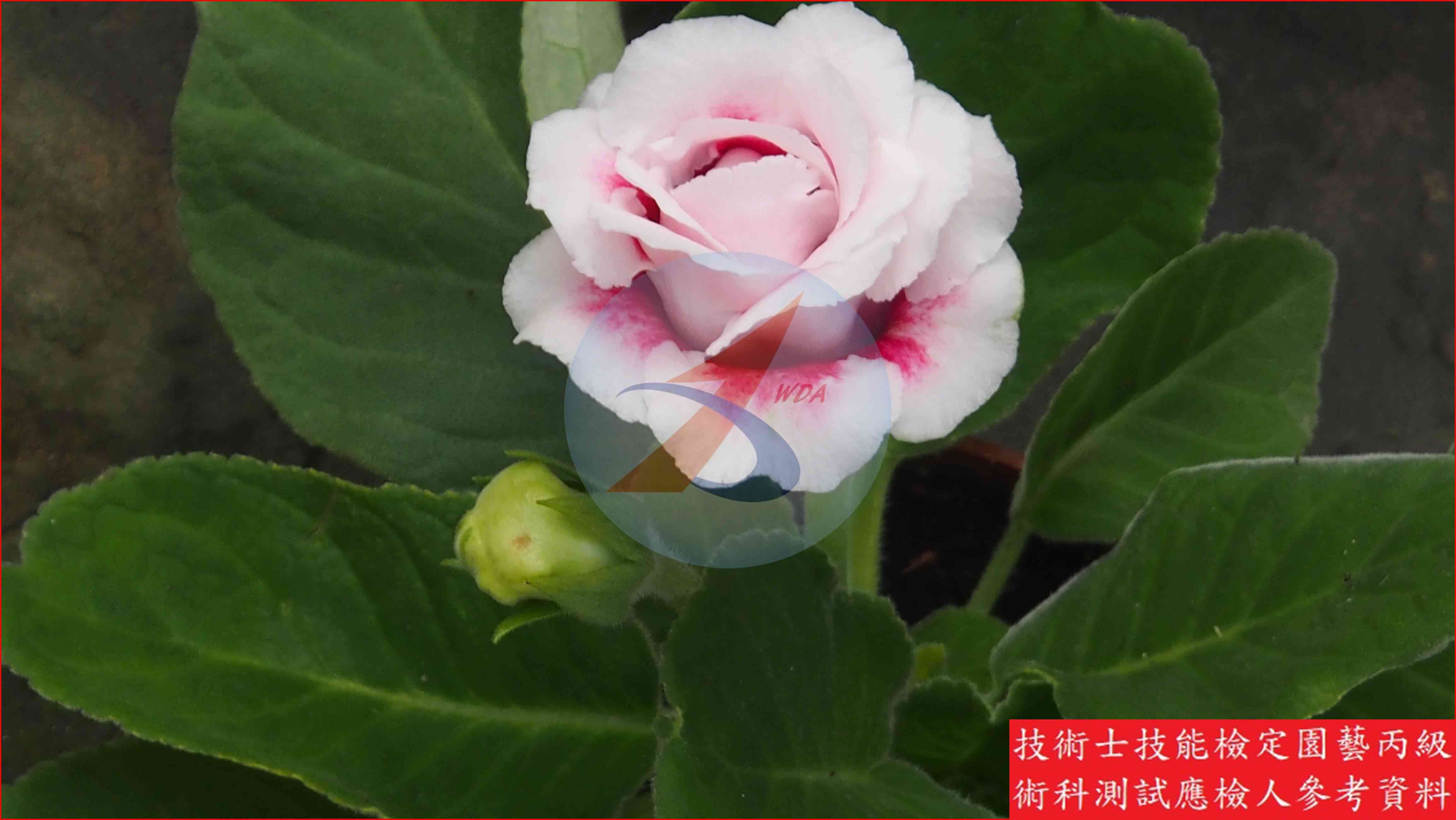 大岩桐 園藝丙級識別圖片 2