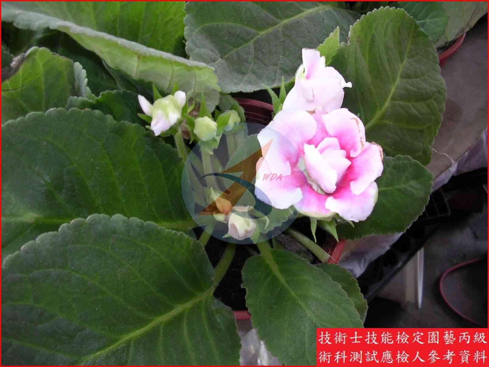 大岩桐 園藝丙級識別圖片 3