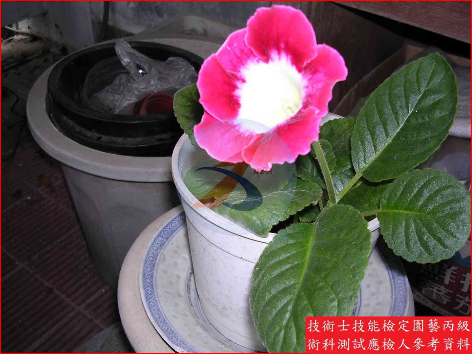 大岩桐 園藝丙級識別圖片 4