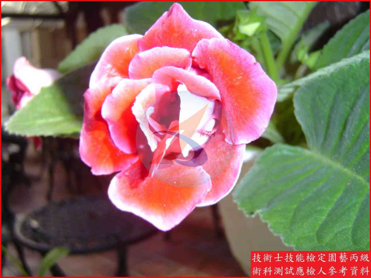 大岩桐 園藝丙級識別圖片 5