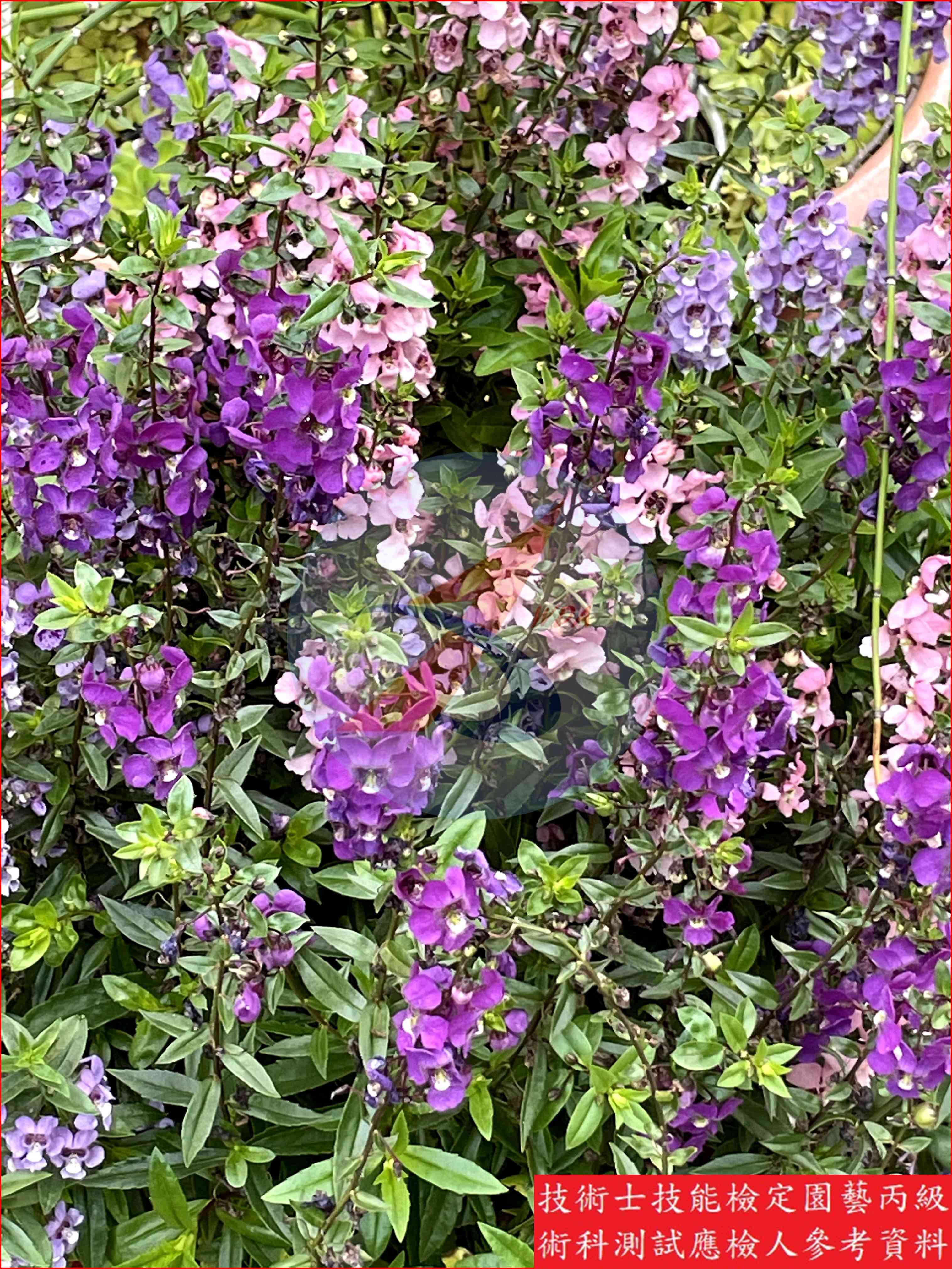 天使花 園藝丙級識別圖片 3