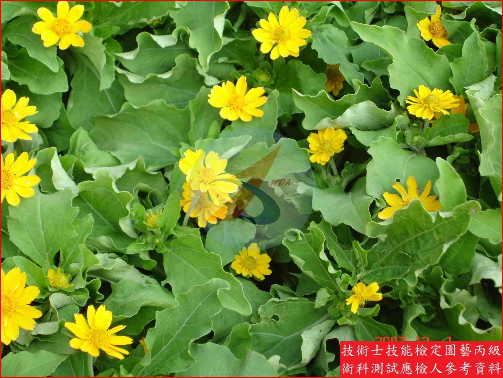 黃帝菊 園藝丙級辨識圖片