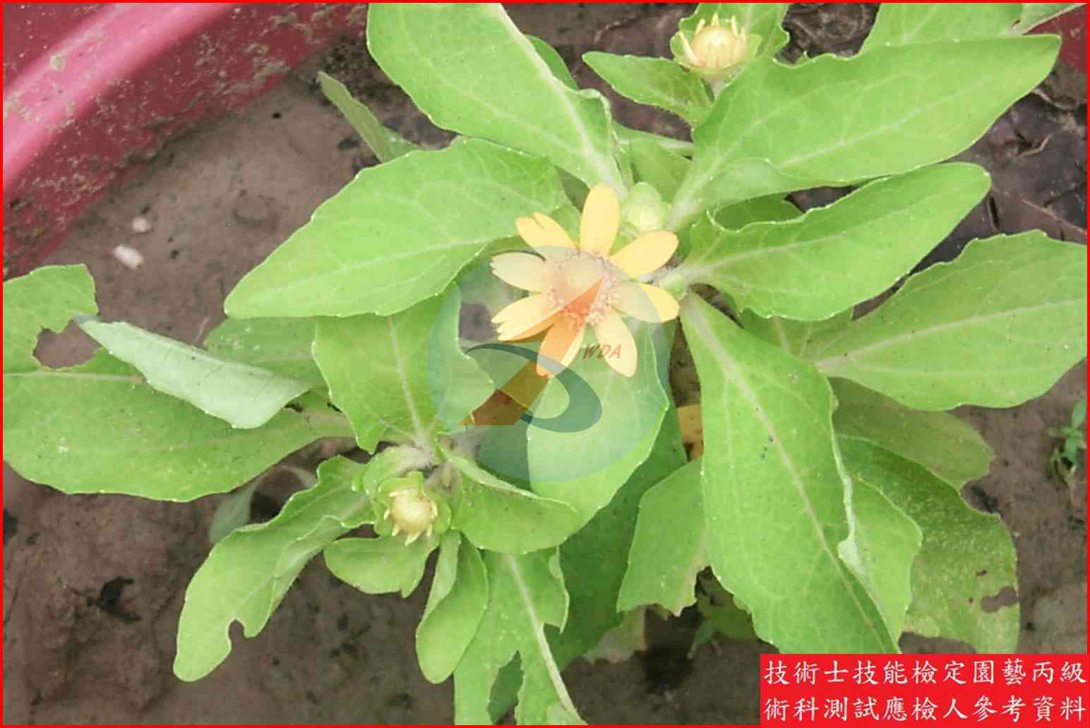 黃帝菊 園藝丙級識別圖片 2