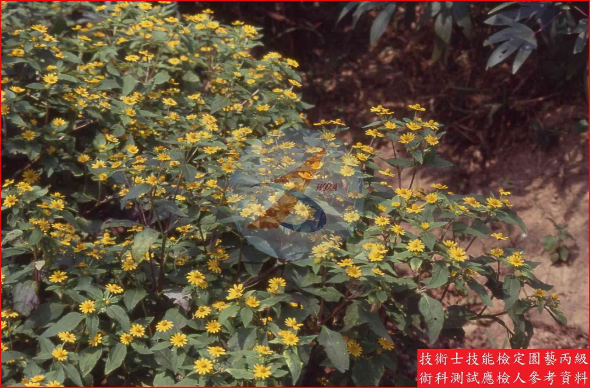 黃帝菊 園藝丙級識別圖片 3