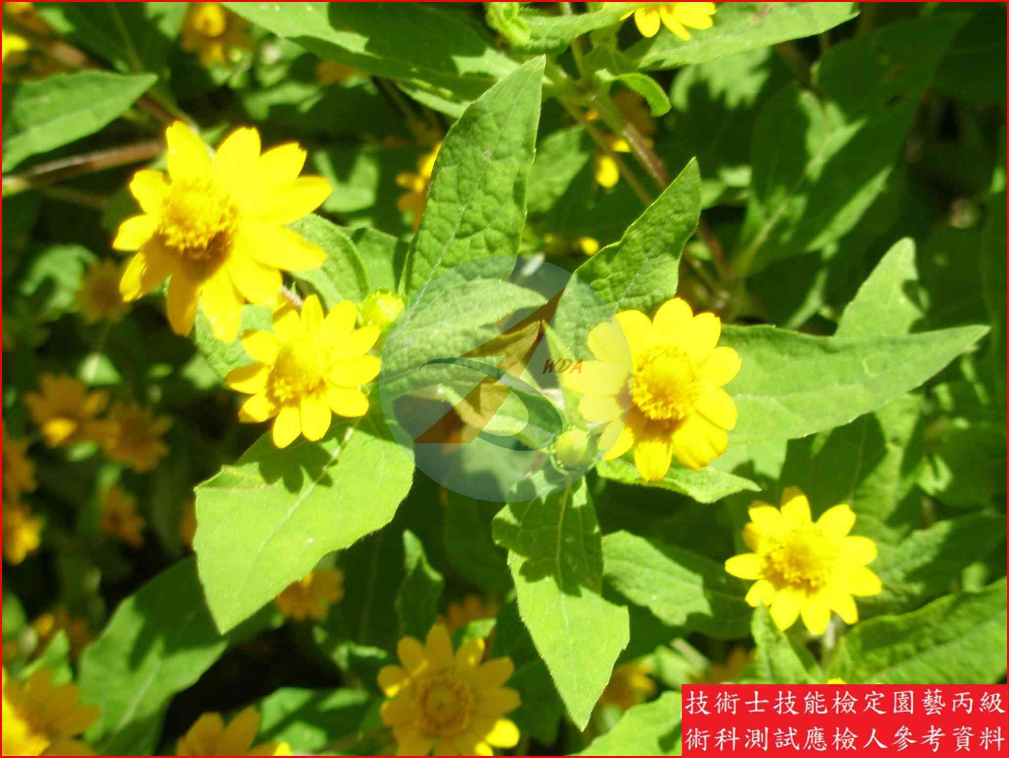 黃帝菊 園藝丙級識別圖片 4
