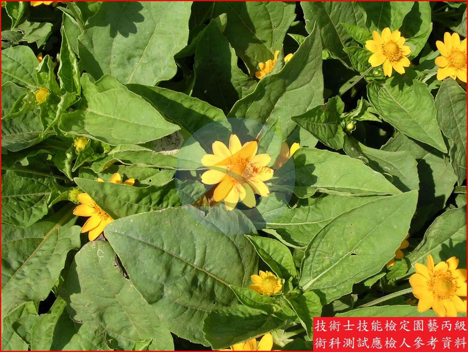 黃帝菊 園藝丙級識別圖片 5