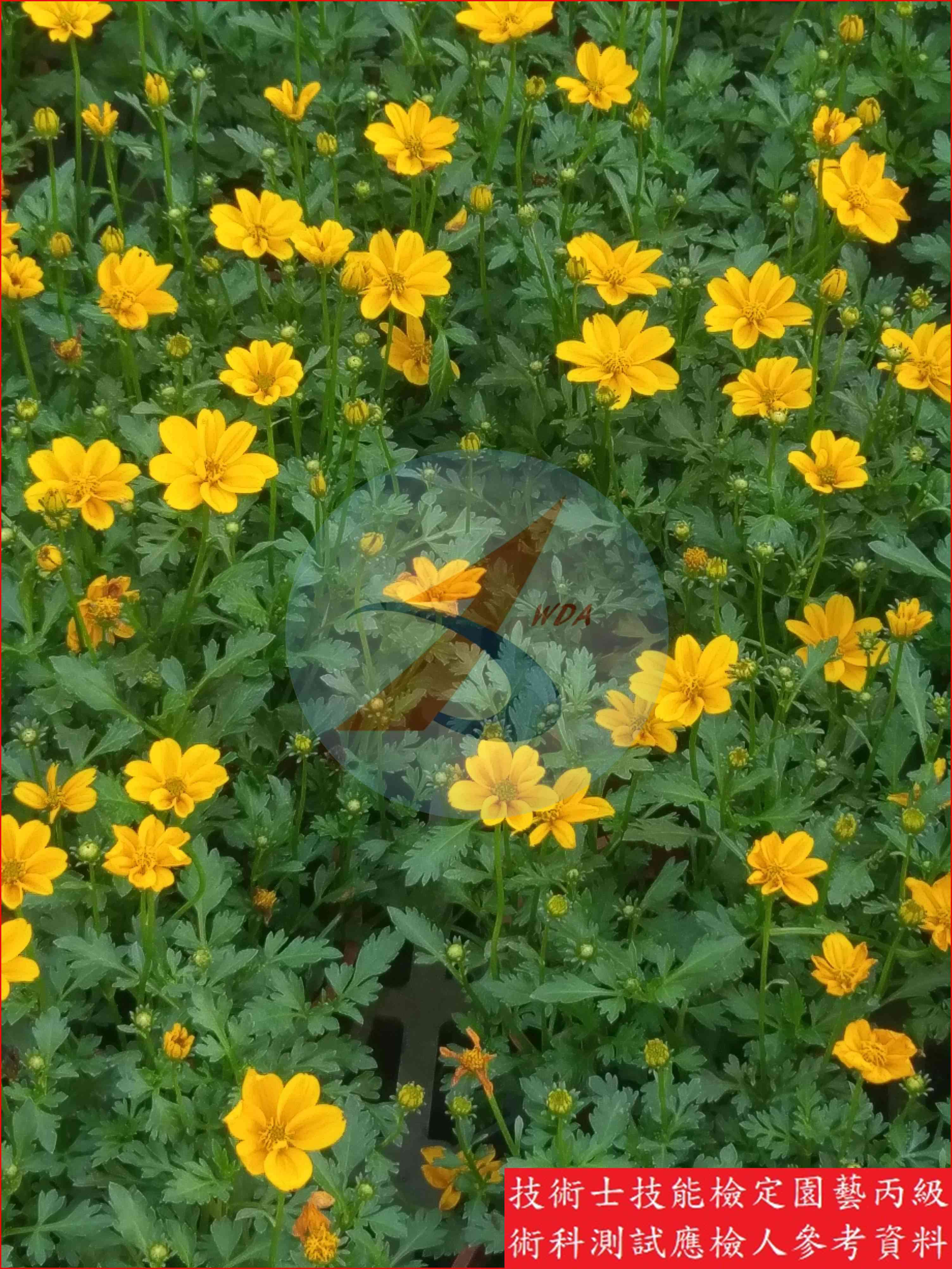 黃波斯菊 園藝丙級識別圖片 2