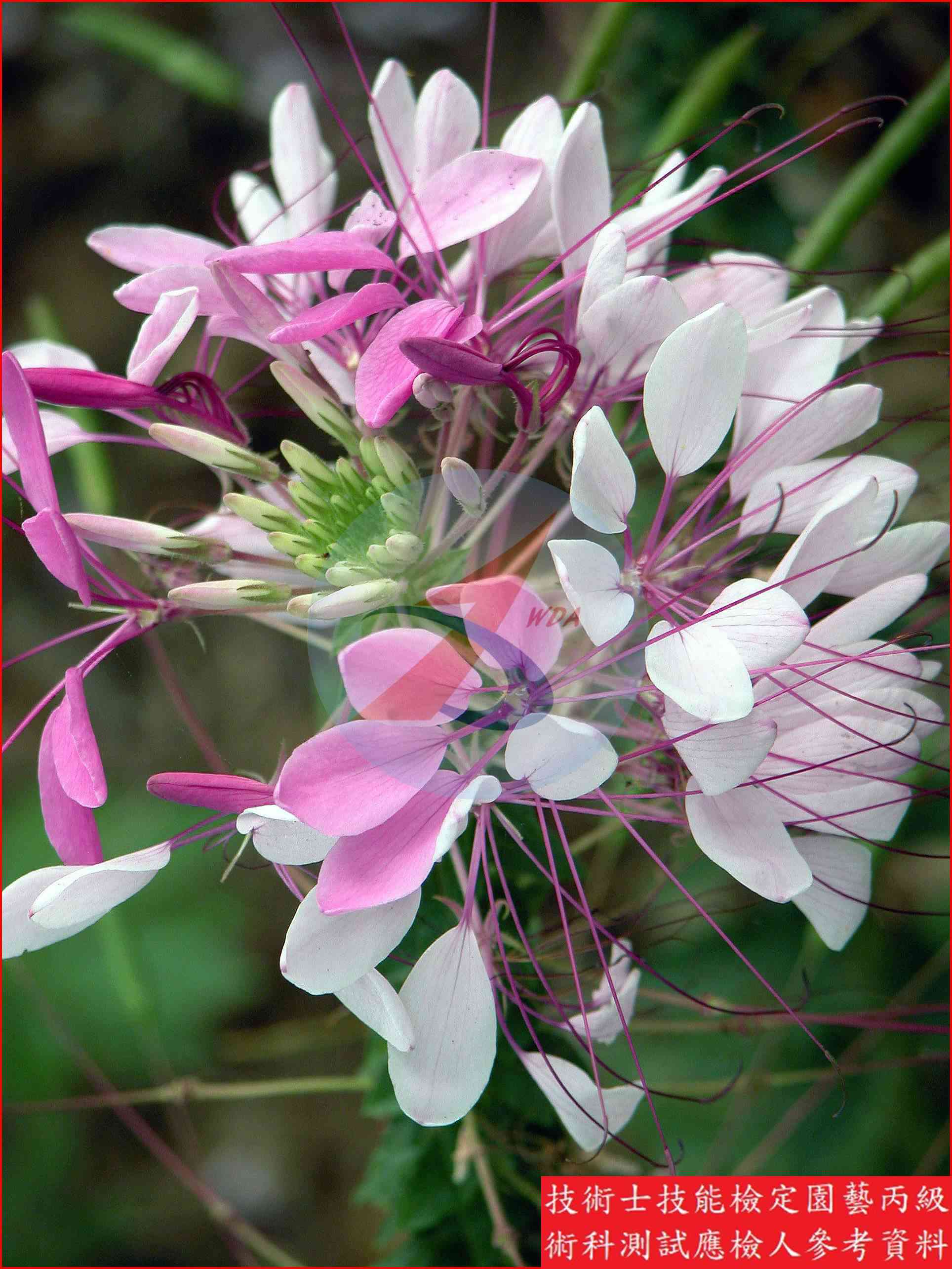 西洋白花菜 園藝丙級辨識圖片
