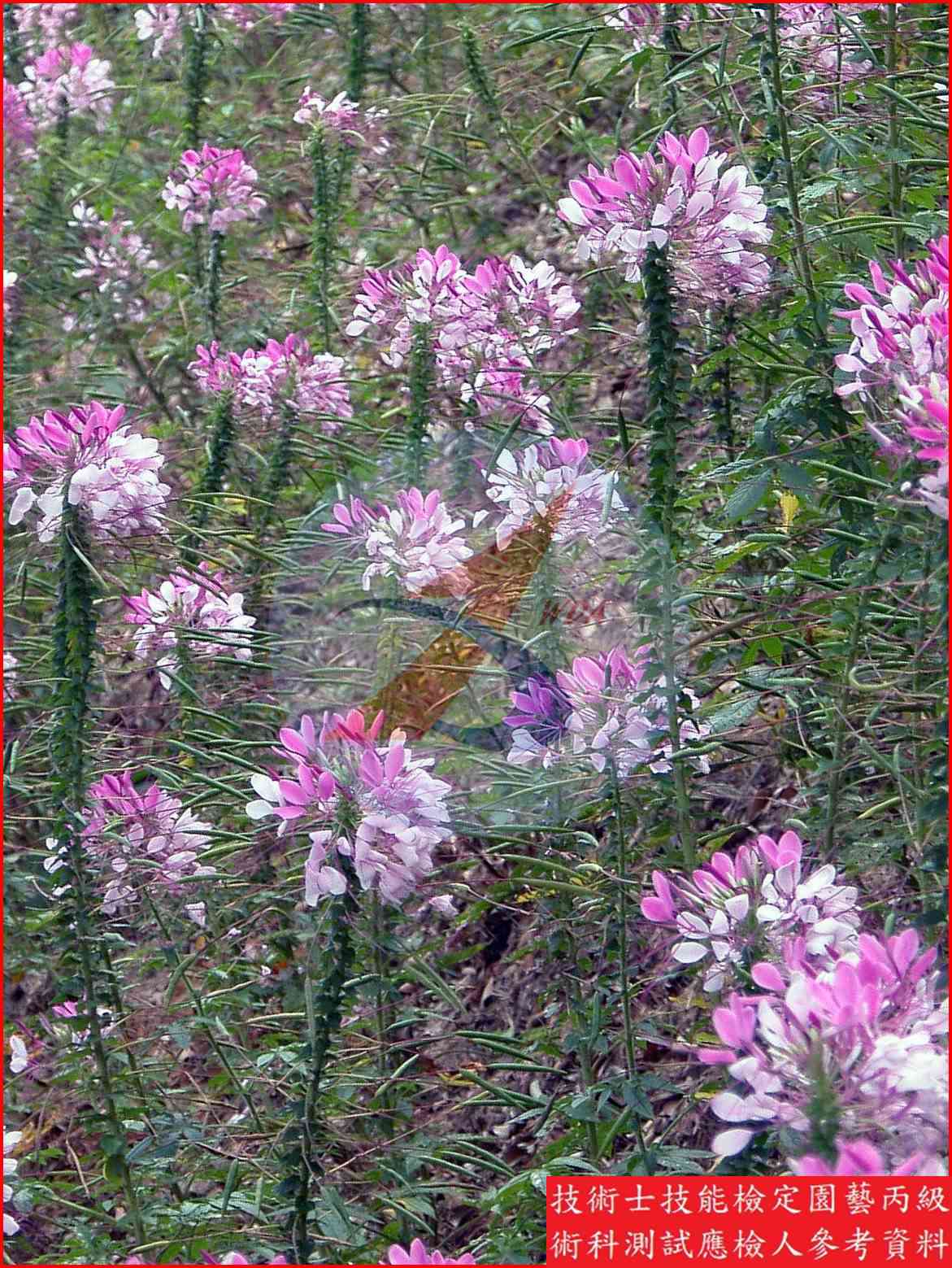 西洋白花菜 園藝丙級識別圖片 2