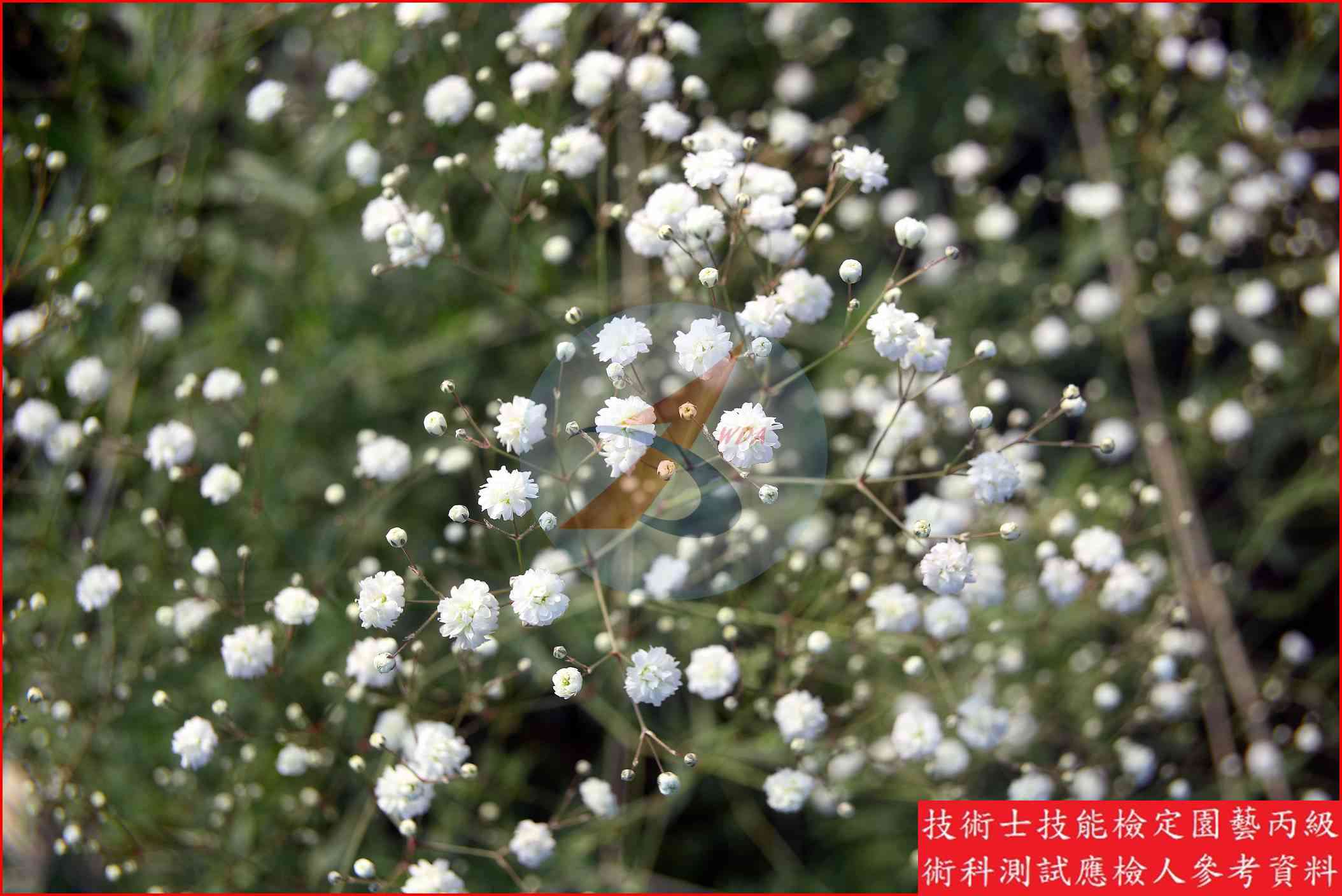 滿天星 園藝丙級辨識圖片